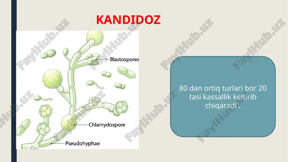 kandidoz - Page 2