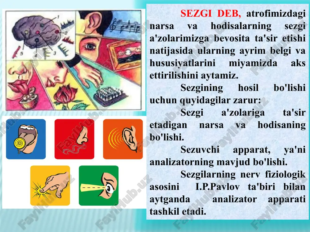 larini aks ettiruvchi hamda retseptorlari ichki tana a'zolarida, to‘qimalarda joylashgan sezgilar; proprioretseptiv sezgilar tanamiz va gavdamizning holati hamda harakatlari haqida ma'lumot (ahborot, habar) beruvchi muskullarda, bog`lovchi paylarda, mushaklarda joylashgan sezgilar; interoretseptiv sezgilar u borasida rus psixologi a.r.luriya tadqiqot ishini olib borgan. interoretseptiv sezgilar u borasida rus psixologi a.r.luriya tadqiqot ishini olib borgan. uning fikricha, interoretseptiv sezgilar asl, tub, ma'nodagi sezgilar emas, balki emotsiyalar bilan sezgilar o'rtasidagi oraliq sezgilar sifatida namoyon bo'ladi. psixologiya fanida mazkur sezgilar to'la o'rganilmaganligi sababli uni “noma'lum hislar” deb atalgan. miya po‘stlog‘ining chakka qismi buzilganda, inson yuzini tanish javobgarligi yo‘qoladi va bu kasallik prosopagnoziya deb nomlanadi. unda sezgilari normal, lekin idroki normal emas. unga notanish chexrani ko‘rsatishganda u bunga e’tibor bermaydi. unga tanish chexrani ko‘rsatishganda, avtonom nerv sistemasi reaksiyasi shuni ko‘rsatadiki u xavotirlanadi va terlashni boshlaydi, lekin bu inson kimligini aytib bera olmaydi. miyani buzilganligi sababli, u ma’lumotlarni sxema bo‘yicha tepadan pastga qarab ishlolmaydi – to‘plangan bilimlarni …