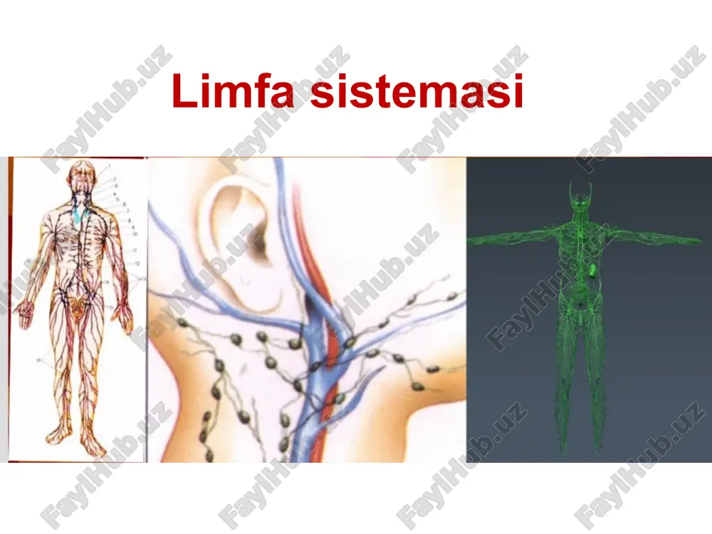 , to'q binafsha rangli organdir. dalakning qizil pulpasi eski qizil qon hujayralarini (eritrotsitlar) qon ta'minotidan olib tashlaydi. taloqning oq pulpasi oq qon hujayralarini (limfotsitlar) olib tashlaydi, saqlaydi va ishlab chiqaradi. agar taloq jiddiy shikastlangan bo'lsa, uni splenektomiya deb ataladigan operatsiya bilan jarrohlik yo'li bilan olib tashlash mumkin. uning asosiy funktsiyalari jigar tomonidan amalga oshiriladi. immunitet funktsiyasining yo'qolishi tufayli odamda infektsiyalarga moyillik kuchayadi. odatda uzunligi 11-12 sm; 4 ½ dyuym bodomsimon bezlar tomoqning orqa qismidagi to'qimalarning massalarida joylashgan. ular bakteriyalarni filtrlaydi va oq qon hujayralarini ishlab chiqaradi. ba'zida bodomsimon bezlar juda katta bo'lib, obstruktsiyaga olib keladigan yoki surunkali yallig'langan bo'lsa, olib tashlanadi. timus bezi odatda endokrin tizimning bir qismi hisoblanadi, lekin aslida tashqi ko'rinishi va funktsiyasi tufayli limfa tizimining bir qismidir. u infektsiyaga qarshi kurashuvchi limfotsitlarning bir turini ishlab chiqaradi. ularni t-hujayralar deb atashadi. timus bezini qalqonsimon bez bilan aralashtirib yubormang. qalqonsimon bez e'tiboringiz uchun tashakkur! image1.jpeg image2.png image3.jpeg image4.jpeg image5.jpeg …