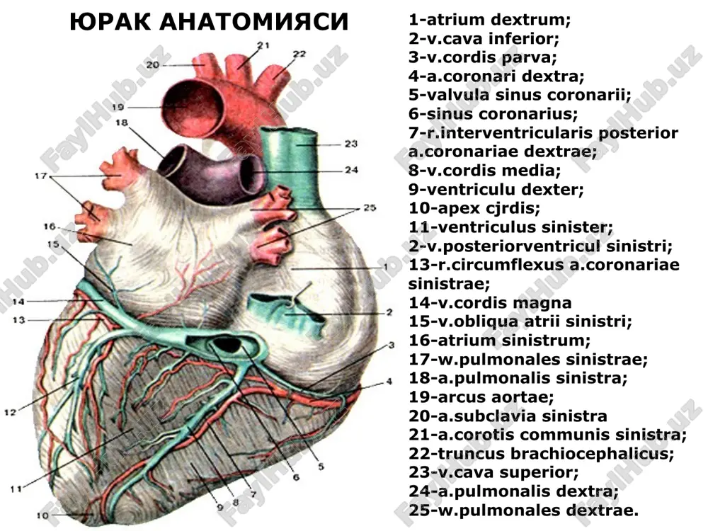 -cavitas ventriculi sinistrae; 6-paries ventriculi sinistrae; 7-ostium a.coronariae dextrae. fibroz xalkalar yurakning utkazuvchi sistemasi yurak klapanlari va ularning eshitish joylari normal exokardiogramma gs- kukrak kafasi pspj- ung korincha old devori pj- ung korincha psmk- mitral klapan old tabakasi zsmk- mitral klapan orka tabakasi zslj- chap korincha orka devori normal fonokardiografiya a- yurak uchida b-yurak asosida normal elektrokardiografiya p- bulmacha kiskarishi qrst- korincha kompleksi t- kukrak kafasi rentgenoskopiyasi yurak bulmachalarining rentgenologik joylashuvi a-old b- birinchi yonbosh v- ikkinchi yonbosh 1-aorta 2- upka poyasi 3-ung bulmacha 4- ung korincha 5-chap korincha 6-chap bulmacha sun'iy kon aylanish apparati va uning ishlatilishi perikard punktsiyasi 1-marfan 2-pirogov-delorm 3-larrey 4-kurshman yurak jaroxatini tikish perikardtomiya botallov yulining bitmasligi bulmachalararo defekt korinchalararo defekt eyzenmenger sindromi fallo triadasi fallo tetradasi yirik kon tomirlar transpozitsiyasi tugma aortal stenoz perikardektomiya mitral komissurotomiya sun'iy yurak klapanlari turlari mitral klapan etishmovchiligida sun'iy klapan kuyish aortal stenoz yurak anevrizmalarining xirurgik davosi sun'iy ritm boshkaruvchini …