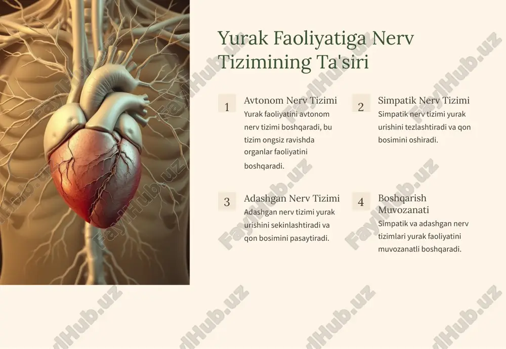 impatik tonusi oshadi. jismoniy mashqlar adashgan tonusini oshiradi, simpatik tonusini pasaytiradi. genetika adashgan va simpatik nerv tonusining nisbatini ta'sir qiladi. yurak faoliyatini boshqarish mexanizmlarining asosiy buzilishlari 1 2 3 ari timiya yurak urishining buzilishi, yurak urishining tez yoki sekinlashishi, tartibsizlik. bradikardiya yurak urishining sekinlashishi, adashgan nerv tonusining oshib ketishi bilan bog'liq. taxikardiya yurak urishining tezlashishi, simpatik nerv tonusining oshib ketishi bilan bog'liq. yurak urishining adashgan va simpatik nerv tonusi nisbatini baholovchi usullar elektrokardiogramma (ekg) yurak elektr faoliyatini o'lchaydi. holter monitor 24 soat davomida yurak faoliyatini kuzatadi. yurak urishining o'zgaruvchanligi (hrv) yurak urishining vaqt oralig'idagi farqlarni tahlil qiladi. yurak faoliyatini boshqarishda adashgan va simpatik nerv tonusi nisbatining ahamiyati umumiy sog'liq adashgan va simpatik nerv tonusining muvozanati umumiy sog'liqni saqlashga yordam beradi. sog'lom funktsiya adashgan va simpatik nerv tonusining muvozanati yurak faoliyatining normal ishlashiga imkon beradi. stressga chidamlilik adashgan va simpatik nerv tonusining muvozanati stressga chidamliligini oshiradi. xulosa va tavsiyalar yurak faoliyatini …