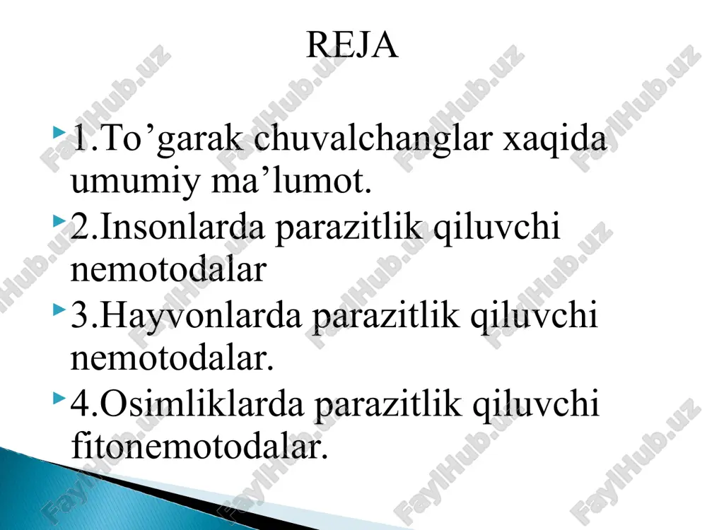 asabiylashadi, injiq bo‘ladi, ishtahasi yo‘qoladi, ko‘ngli ayniydi, qorni og‘riydi va boshi aylanadi. bola qashingan paytda ostritsa tuxumlari ichki kiyimlarga, barmoqlariga, timoqlari orasiga o‘mashib qoladi va qo‘lini yuvmasdan ovqatlansa yoki barmoqlarini og‘ziga solsa, ostritsa tuxumi bolaning ichiga tushadi. tuxumdan lichinka chiqib, o‘sib rivojlanadi, 2—4 haftadan keyin voyaga yetadi. shunday yo‘sinda ostritsa bolaning ichida bir necha yil davomida saqlanishi mumkin. rishta ipsimon ko‘rinishdagi nematoda bo’lib, 0‘rta osiyo respublikalarida rishta (ip) deb ataladi. mutafakkir olim abu ali ibn sino rishtani irk-almedini deb atagan va bu parazit keltirib chiqaradigan kasallikni birinchi marta o‘rgangan allomadir. urg‘ochisini uzunligi 32-150 sm gacha boradi, erkagi esa 12-30 mm atrofida bo‘ladi. asosan qo‘y va echkilarning yirik va mayda bronxlarida, alveolalarida parazitlik qiladigan nematodalardir. protostrongilidlar erkagining uzunligi 10-30 mm, urg‘ochilariniki esa 28-60 mm atrofida boladi. protostrongilidlarning hamma qo‘zg‘atuvchilari oraliq xo‘jayinlar orqali rivojlanadi. ularning oraliq xo‘jayinlari bo’lib quruqlikda yashovchi 28 turga kiruvchi molluskalar hisoblanadi. asosan cho‘chqalaming o‘pkasida parazitlik qiladi. cho‘chqa va …