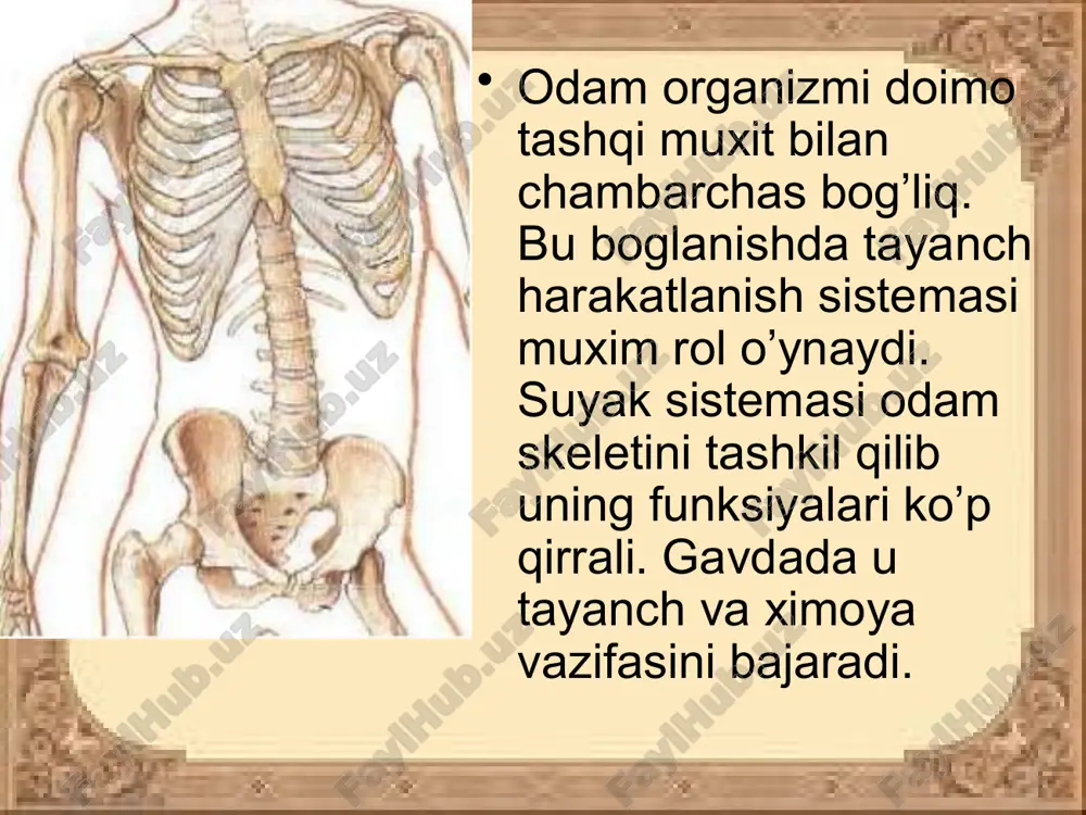 g markaziy qismi bo’lib unga barcha suyaklar tutashib turadi va u tananing tayanchi bo’lib xizmat qiladi. umurtqa pog’onasi 5 ta qismdan iborat: bo’yin-7, ko’krak-12, bel-5, dumg’aza-5 va dum-4-5 ta umurtqadan iborat. qo’l suyaklari. suyaklar ikki qismdan: yelka kamari suyaklari va qo’lning erkin suyaklariga bo’linadi. yelka kamari suyaklariga kurak va o’mrov suyaklari kiradi. qo’lning erkin suyaklariga yelka, bilak, tirsak, kaft ust, kaft va panja suyaklari kiradi. oyoq suyaklari. oyoq suyaklari ikki guruxga: chanoq va oyoqning erkin suyaklariga bo’linadi. oyoqning erkin suyaklariga son, boldir va oyoq panjasining suyaklari kiradi. image2.jpeg image3.jpeg image4.jpeg image5.jpeg image6.jpeg image7.jpeg image8.jpeg image9.jpeg image10.jpeg image11.jpeg image12.jpeg image13.jpeg image14.jpeg image15.jpeg image1.jpeg