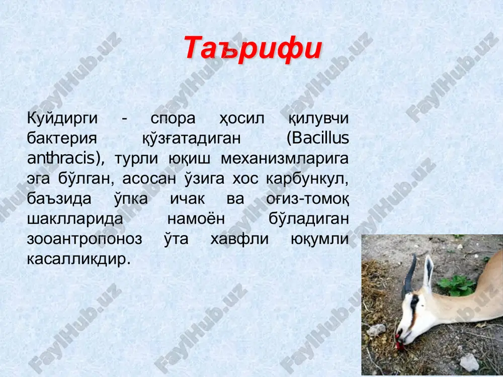 оғлом ҳайвонга куйдирги трансмиссив йўл билан, турли хил қон сўрувчилар орқали ҳам юқиши мумкин. давоми ҳайвонларда (йирик ва майда шохли ҳайвонлар,от,чўчқа, ит,мушук) куйдирги касаллиги тарқалган шаклда ўткир ва яшин тезлигида кечади ва касалланганларни 95% нобуд бўлади эпидемиологияси • куйдирги касаллигининг асосий манбалари бўлиб қишлоқ хўжалик ва уй ҳайвонлари: йирик ва майда шохли ҳайвонлар, қўй, эчки, от, туя ва бошқалар ҳисобланади. ҳайвонларда касаллик кўпинча ичак шаклида ўтади. шунингдек хасталик ит, мушук ва кемирувчилардан ҳам юқиши мумкин. • шунинг учун ҳам касбга тааллуқли шахслар ва қишлоқ хўжалик ишлари билан шуғулланувчи шахслар устидан эпидемиологик назорат ўрнатиш зарур. хасталик асосан ветеринария ходимларининг рухсатисиз қишлоқ хўжалик ва уй ҳайвонларини сўйиш, гўштини нимталаш ва одамларга тарқатиб юбориш, истеъмол қилиш натижасида келиб чиқади. эпидемиологияси (давоми) • ўзбекистонда куйдирги касаллиги билан касалланиш куйдирги билан касалланган ҳайвонни мажбурий сўйиш, гўштини майдалаш, ташиш ва ичакларини тозалаш билан боғлиқ. • одам куйдирги билан бемор ҳайвонлар маҳсулотларидан тайёрланган кийим-кечак (пальто, шуба, юнгли …