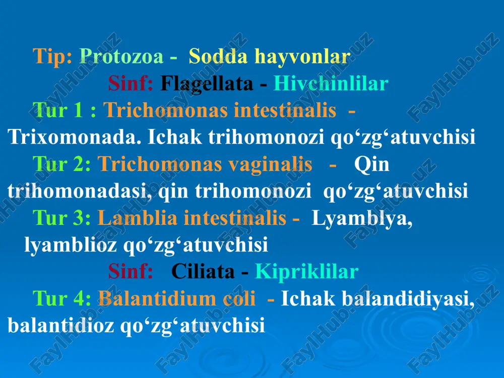 n bilateral simmetriya 4 juft xivchinlari mavjud yopishish diski mavjud yo'g'on ichakda 4 yadroli sistalar xosil qiladi lamblia intestinalis – лямблиоз қўзғатувчиси xayot sikli patogen ta’siri → xazm va so’rilishi buzdai → jinssiz ko'payadi → invazion bosqich – sistalar → kasallik manbai – kasal odamlar, → alimentar usulda yuqadi → simptomsiz sista tashuvchilar kuzatila laboratoriya tashxisi – 1.axlatdan vegetativ va sista shakllarini topish orqali 2.12 barmoqli ichakni zond orqali tekshirib, vegetativ shakllarini topish orqali profilaktika – 1.boshqa ichak invaziyalariga o'xshash 2.bolalar muassasalarida sista tashuvchilarni aniqlash образец текста второй уровень третий уровень четвертый уровень пятый уровень ciliata sinifi 1. eng murakkab tuzilgan sodda xayvonlar 2.maxsus xarakat organoidlari – kiprikchalari mavjud 3. yadro dimorfizmi mavjud balantidium coli – balantidioz qo'zg'atuvchisi lokalizatsiya yo’g’on ichak тарқалиши ko’proq cho’chqchilik keng tarqalgan xududlarda морфологияси -eng yirik parazit sodda xayvon -ovalsimon kiprikchalar bilan qoplangan -makronukleus va mikronukleus mavjud -2 ta qisqaruvchan vakuol, sitostom, sitofarings, sitoprokt -asosan jinssiz …