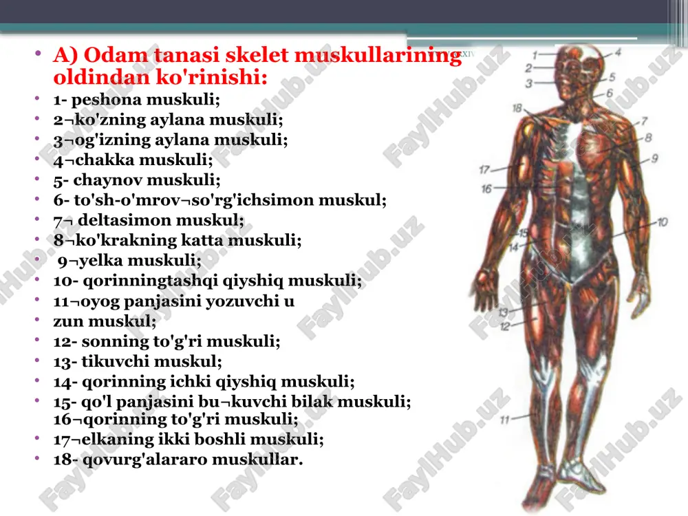 ron deb ataladi. ular harakatlanuvchi nerv hujayralari bo'lib, orqa miyada hamda bosh miyaning uzunchoq va o'rta miya qismlaridajoy¬lashgan. miya markazlari¬dagi motoneyronlarning uzun tolalari, ya'ni ak¬sonlari tananing turli qis¬mlaridagi muskul tolalari bilan tutashadi. bitta nerv hujayrasining uzun o'simtasi bir nechta mayda tolalarga bo'linib, yuzlab muskul tolalari bilan bog'langan. ana shu bitta nerv hujayrasi uzun o'simtasining mayda tolalari bilan tutashgan. www.arxiv.uz skelet muskullarining shakli. a- duksimon; b- yarim patsimon; 4 v- ikki tomonlama patsimon; g¬ikki boshli muskul; d- serbar mus¬kul; e- ikki qorinli muskul; j- pa¬rallel tolali uzon muskul; 1- muskul¬niog payi; 2- muskulning bosh qismi; 3- muskulning qorin qismi; 4- mus¬kulning tanasi; 5- muskulning payli belbog'lari. www.arxiv.uz muskullar harakatini ta'¬minlovchi motoneyronlarning orqa miya, uzunchoq va o'rta miyadagi markazlarining funk¬siyasi bosh miya yarim sharlari po'stloq qismining oldingi markaziy egatida joylashgan nerv hujayralari harakatlanish oliy nerv markazlari tomoni¬dan boshqariladi. agar bosh miya po'stlog'idagi nerv markazla¬rining ishi buzilsa, markaz boshqaradigan muskullar falaji yuzaga keladi. …