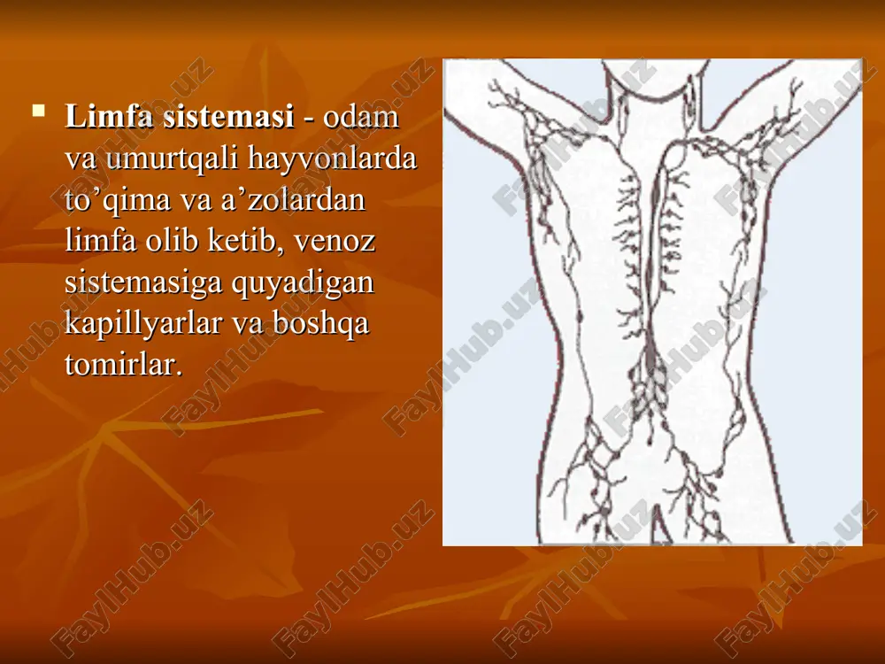 a yo’llari orqali tarqaladi (metastaz beradi). limfa sistemasm limfa kapillyarlari, organ ichidagi va organ sirtidagi olib ketuvchi limfa tomirlari, limfa tugunlari va ikkita asssiy limfa stvoli: o’ng va chap ko’krak limfa yo’llaridan iborat. limfa tugunlari limfa tomirlari tegishli joylarda yo’g’onlashib, limfa tugunlarini hosil qiladi. odam tanasida 460 ta limfa tuguni mavjud. shundan 1-2 l limfa suyuqligi bo’ladi. bir kecha kunduzda 1200-1500 ml limfa suyuqligi ishlab chiqariladi. limfa tugunlari, limfa bezlari — odam va yuksak umurtqali hayvonlarning limfa sistemasi tuzilmalari. l.t. qon yaratish a’zosi va kasallik qo’zg’atuvchi mikroblar, ularning toksinlari va umuman zaharli moddalar uchun to’siq vazifasini o’taydi. shu tariqa limfaning biologik filtri hisoblanadi. l.t. pushti-kulrang , qalin kapsula bilan qoplangan, dumalok, yoki oval shaklli tuzilmalardan iborat; ularda limfo-sitlar hosil bo’lgani uchun limfoid a’zolar deb ham ataladi. l.t. immunobiologik jarayonlar va limfa oqimi (harakati)ni tartibga solib turadi. l.t. "darvoza"sidan chiqib, limfa olib ketuvchi tomirlar o’zaro qo’shilib, limfa stvolini hosil qiladi, ular …