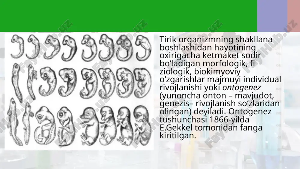 l bo‘ladi homila qavatlari ma’lum tartibda joylashgan hujayralar to‘plami bo‘lib, ularning har biridan o‘sha qavat uchun xos to‘qimalar va a’zolar rivojlanadi. ektodermadan nerv sistemasi, sezgi organlari, terining epidermis qismi va uning hosilalari, (jun, pat, tirnoq) tishlarning emal qavati rivojlanadi. entodermadan me’da, ichak, nafas yo‘llari epiteliysi, jigar, o‘rta ichak epiteliysi, hazm bezlari, jabralar va o‘pkalar epiteliysi rivojlanadi. mezodermadan biriktiruvchi va muskul to‘qimalari, yurak-tomir sistemasi, ayirish va jinsiy organlar rivojlanadi. homilaning rivojlanishi jarayonida uning ayrim hujayralari qismlarining tuzilishi va funksiyalarida farqlar paydo bo‘lishi va farqlarning tobora ortib borishi diff erensiatsiyalanish (ixtisoslashish) deyiladi. postembrional rivojlanish davri. tug‘ilish yoki tuxumdan chiqishdan keyin ontogenezning postembrional davri boshlanadi. postembrional rivojlanish quyidagi davrlarni o‘z ichiga oladi. yuvenil davr – voyaga yetgungacha bo‘lgan davr, pubertat davr – voyaga yetgan, yetuklik davri, keksaygan davr. bevosita rivojlanish. har qanday rivojlanish organizmning sifat o‘zgarishlarini o‘z ichiga oladigan murakkab fi ziologik jarayondir. bevosita rivojlanishda tuxumdan chiqadigan yoki tug‘iladigan individ voyaga yetgan individga …