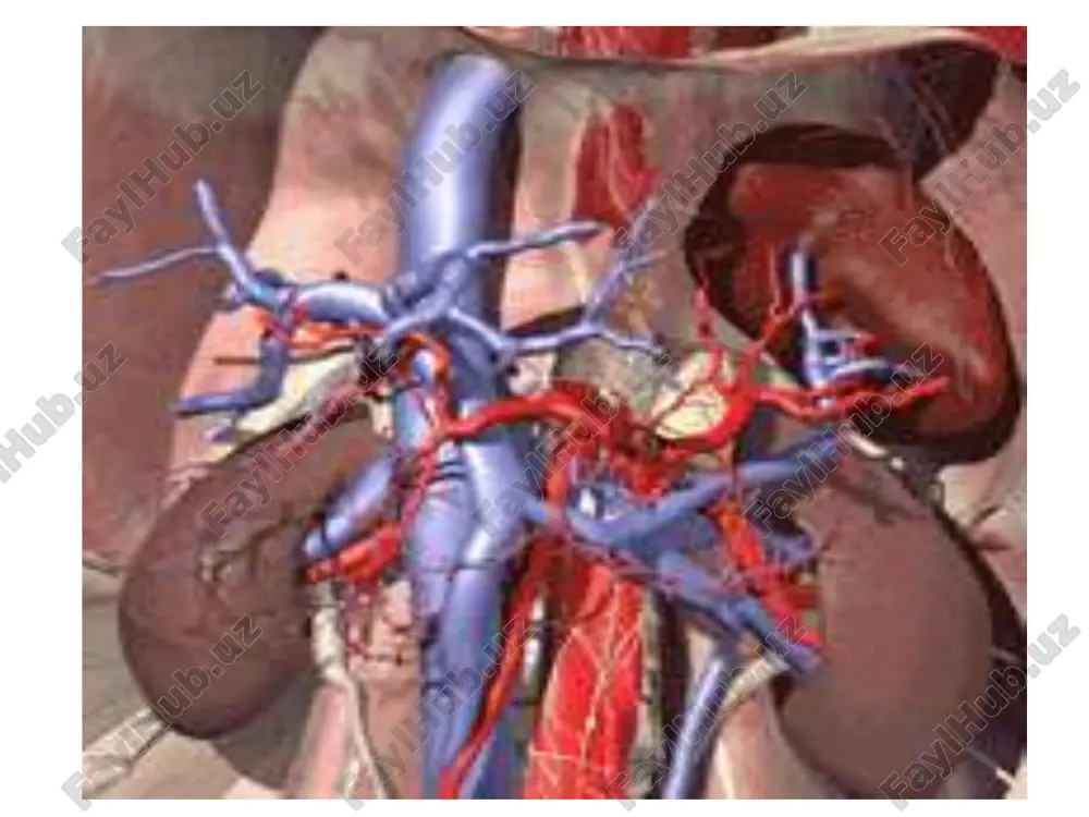 ning etiyalogiyasi juda ko'p, ammo, eng ko'p sababchilari bo'lib, glomerulonefrit, pielonefrit va boshqa sababli interstsial nefritlar hisoblanadi. sbye ning rivojlanishida qaysi etiologiyadan qatiy nazar morfologik o'zgarishlar bir hil bo'lib, glomeruloskleroz, interstsial fibroz, saqlangan nefronlarning gipertrofiyasi bilan kechadi. koptokchalar ichidagi gemodinamik o'zgarishlar gipertenziyada namoyon bo'lib, u koptokchalar arteriolalari tonusining pasayishi va rezervdagi buyraklar funksiyasining yo'qolishi tufayli ro'y beradi. patogenezi: sbye ning patogenezini 2 ta jarayon tashkil qiladi: 1. buyraklar parenhimasining sekinlik bilan sklerozga uchrashi va harakat qilayotgan nefronlar massasining kamayishi. 2. har bir nefrondagi koptokchalar filtrasiyasining kamayishi. bu o'z navbatida bazi bir biologik aktiv moddalarning to'planishiga, bazilarining esa etishmovchiligiga sabab bo'ladi. azot almashinuvining hosilalari, o'rta molekulyar og'irlikka (300-250 dalton) moddalar to'planib qoladi, juda kam miqdorda bo'ladi. patogenezi (davomi) bu molekulyar moddalar tarkibi paratgarmon, natriy uretik omil va boshqa turli hil ingibitorlar (dnk, gemoglobin, fagositoz sintezlari) ham kiradi. ular bilan uremik intoksikasiya bog'liqligi o'rganilgan. organizmda toksik moddalar ko'paygan holatda bir hil moddalarning …