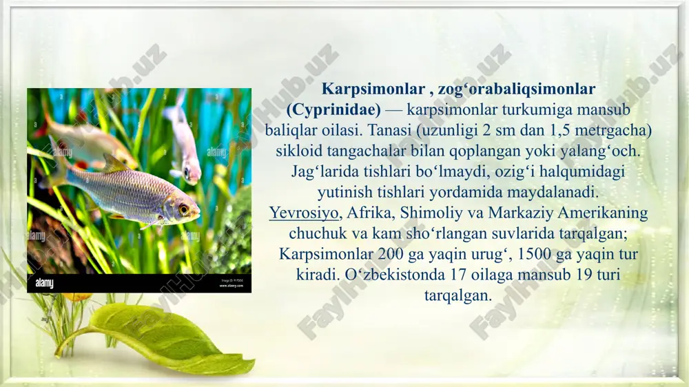qarashli daryo va koʻllarda,shuningdek, sirdaryo, amurdaryo, zarafshon va murgʻob daryolarida tarqalgan. janubiy dengizlarga quyiladigan daryolarda yarim oʻtkinchi guruhlarni hosil qiladi; dengizning daryo quyiladigan joylarida yashaydi. tuxum qoʻyish uchun daryoga koʻtariladi. 2—5 yoshida jinsiy voyaga yetadi. 98 mingdan 1,8 mln. gacha uvildiriq tashlaydi. aprel — iyul oylarida tuxum qoʻyadi. yelimsimon tuxumlari oʻsimliklarga yopishib turadi. yosh baliqchalar, zooplankton, voyaga yetgan davrida bentosdagi oʻsimliklar va hasharotlar lichinkasi bilan oziqlanadi. moybaliqlar (chalcalburnus) -karpsimonlar oilasiga mansub baliqlar turi. uzunligi 40 sm gacha, vazni 800 g gacha. tanasining qorin va anal suzgichlari oraligʻidagi terisi tangachalar bilan toʻliq qoplanmagan. oʻrta osiyo va yevropa daryolari, tigr va yefrat daryolari havzalarida bir necha turi uchraydi. orol dengizi, sirdaryo va amudaryoning quyi oqimi va zarafshoz darasida orol moybaligʻi kenja turi; kaspiy, azov va qora dengizda oddiy moybaliq tarqalgan. orol moybaligʻi oʻtroq, oddiy moybaliq oʻtkinchi hisoblanadi. m. 2—3 yilda voyaga yetadi; yozda 2,6—23,5 mingtagacha uvildiriq tashlaydi. plankton va baliklar chavogʻi bilan …