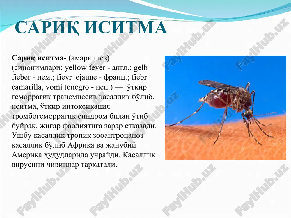 лари этиологияси сариқ иситма қўзғатувчиси- рнк сақловчи вирус viscerophilustropicus тур flavivirus оиласи flaviviridae. вирус диаметри- 17-25 нм. япон энцефалити ва денге иситмаси вируси антигени билан ўхшаш. маймун, оқ сичқон ва денгиз чўчқаси учун патоген хисобланади. музлатилган холатда бир йилдан ортиқ мобайнида сақланишиб, 60°с хароратда 10 дақиқа ичида фаолланади. ультрабинафша нур, эфир, хлор сақловчи препаратлар таъсирида тезда ўлади. эпизоотологияси ва эпидемиологияси хар йили дунёда 200 мингга яқин одам сариқ иситма билан касалланади ва улардан 30 минг атрофида инсонлар вафот этади. ушбу касалликнинг 90% африка қитъаси аҳолиси орасида учрайди. сариқ иситма халқаро таснифга кўра ўта ҳавфли инфекцияларнинг карантин касалликлар гурухига киради. касалланиш холатлари кўпроқ тропик худуларда рўйхатга олинади, аммо вирус ташувчилари мавжуд бўлган барча жойларда сариқ иситма учрайди. эндемик худулардан бошқа худуларга вируснинг тарқалиши юк ташиш вақтида чивинлар ёки касалланган бемор одамлар орқали ўтиши мумкин. сариқ иситманинг одамларда учрайдиган уч тури мавжуд: 1. жунгли иситмаси (қишлоқ варианти); 2. шахар варианти; 3.оралиқ варианти. …