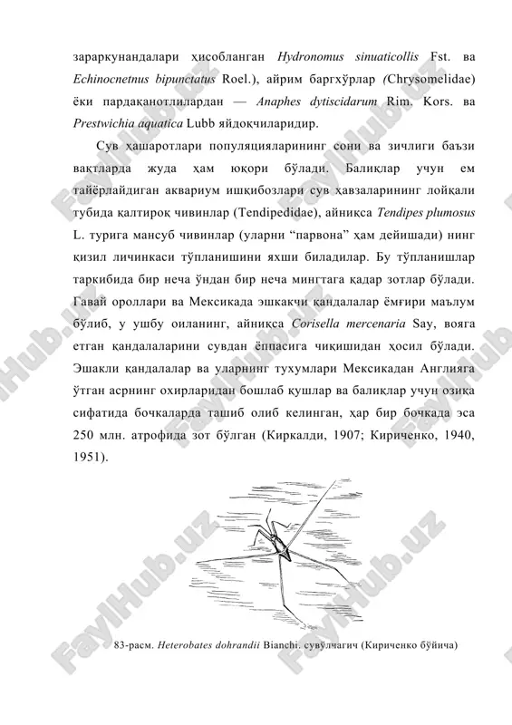 umosus l. турига мансуб чивинлар (уларни “парвона” ҳам дейишади) нинг қизил личинкаси тўпланишини яхши биладилар. бу тўпланишлар таркибида бир неча ўндан бир неча мингтага қадар зотлар бўлади. гавай ороллари ва мексикада эшкакчи қандалалар ёмғири маълум бўлиб, у ушбу оиланинг, айниқса corisella mercenaria say, вояга етган қандалаларини сувдан ёппасига чиқишидан ҳосил бўлади. эшакли қандалалар ва уларнинг тухумлари мексикадан англияга ўтган асрнинг охирларидан бошлаб қушлар ва балиқлар учун озиқа сифатида бочкаларда ташиб олиб келинган, ҳар бир бочкада эса 250 млн. атрофида зот бўлган (киркалди, 1907; кириченко, 1940, 1951). 83-расм. heterobates dohrandii bianchi. сувўлчагич (кириченко бўйича) сув ҳашаротларининг ҳаётий шакллари қуйидаги гуруҳларга бўлинади: супранектон; масалан, сув юзасида кўплаб оёқдумлилар (collembola), сув ўлчовчи қандалалар (83-расм) ёки айлангич қўнғизлар ҳаёт кечиради; бу ерда кунликлар, баҳорчилар, чивинлар, кўплаб ниначилар, булоқчилар ва бошқ. лар тухум қўяди; субнектон, шу жумладан сувнинг атмосфера билан чегараланган энг уски қатламига мослашган шакллари (нейстон), буларга кўплаб culicidae ларнинг личинка ва ғумбаклари киради; …