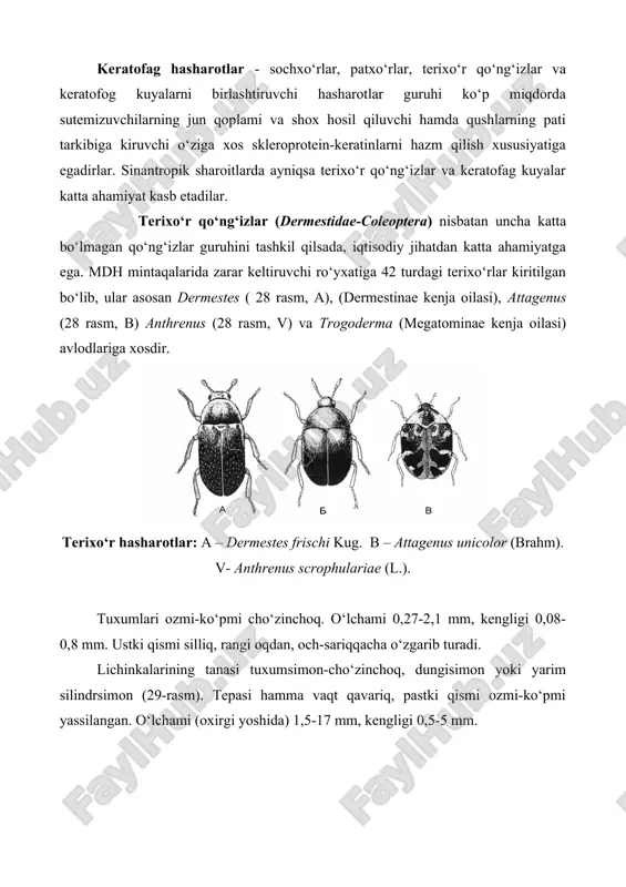 ta nasl berib rivojlanadi. megotominae kenja oilasining ham ayrim turlari qulay sharoitda yiliga ikki martagacha nasl berishi mumkin. dermistinae kenja oilasining qо‘ng‘izlari, shuning bilan bir qatorda dermestes kenja avlodi turlarining qо‘ng‘izlari barqaror diapauza xususiyatiga ega. megotominae kenja oilasining qishlashi lichinka yoki imagolik davrida о‘tadi. isitiladigan binolarda kо‘pchilik terixо‘rlar diapauzasiz rivojlanib, yiliga 1-4 martagacha nasl berishi mumkin. terixо‘rlarni sinantrop sharoitga о‘tishlariga quyidagi ekologik xususiyatlar qulaylik tug‘diradi: 1) turning tabiatda yuqori son miqdorda; 2) binolardagi yashash joylar bilan bevosita aloqasi bо‘lgan; 3) yuqori ekologik mutanosib (plastik) (ayniqsa yashash joyi va oziqa tanlashda); 4) afagiya imagosi; 5) diapauza mavjud emasligi. terixо‘rlarning kо‘pchilik turlari hayvonot va о‘simliklar materiallaridan hosil bо‘lgan, mahsulotlarning zararkunandalari hisoblanadi. ayniqsa, kо‘pincha ular teri, teri mahsulotlari, mо‘yna, par, jun, junli buyumlar, gо‘sht, gо‘sht mahsulotlari, sir, quruq sut, quritilgan va dudlangan baliq, kley, muzey eksponatlari, zoologik va entomologik kolleksiyalar, gerbariy, muqovalangan kitoblar hamda kopra (kokos yong‘og‘ining mag‘zi), don va ayrim don mahsulotlarini …