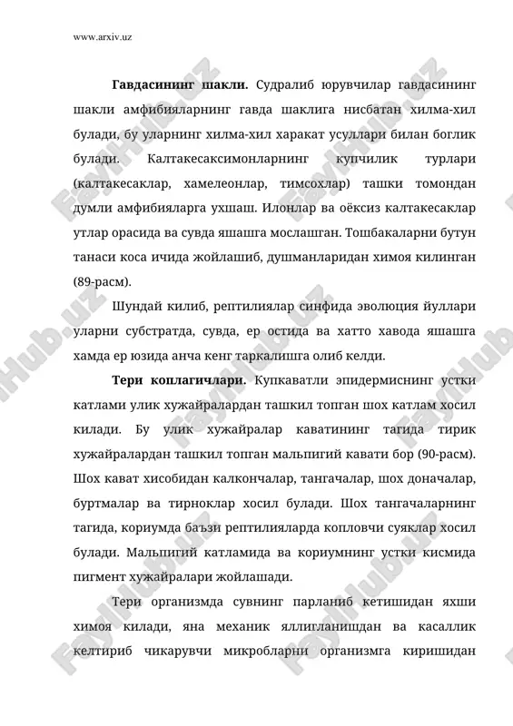 судралиб юрувчиларнинг умуртка погонаси беш булимдан: буйин, кукрак, бел, думгоза ва дум булимларидан ташкил топган (91-расм). овкатни тутишда ва йул топиб юришда бурулувчан буйиннинг хосил булиши ва бошнинг харакатининг кучайиши катта ахамиятга эга булади. бошнинг харакатчанлигини биринчи иккита буйин умурткалари атлас (atlas) ва эпистрофеилар (epistropheus) таъминлайди. атлас суяк халка шаклига эга ва каттик пай билан устки хамда пастки тешикка булиниб туради. устки тешик оркали бош ва орка миялар туташиб туради. пастки тешикнинг олдинги юзаси бош скелетининг энгса буртмаси билан бирикиб туради, кейинги томондан пастки тешикка эпистрофейнинг тишсимон усимтаси кириб туради. буларнинг хаммаси бошнинг харакатчанлигини таъминлайди. эмбрионал ривожланиш шуни курсатдики, тишсимон усимта аслида атласнинг танаси булиб, кейин эпистрофейга кушилиб кетади. судралиб юрувчиларнинг умурткаларини шакли амфицел, процел ва опистоцел булиши мумкин. кукрак умурткаларига узун-узун ковургалар кушилади, ковургаларнинг корин булими узининг тогай учлари билан тушга кушилади ва амниоталарга хос булган кукрак кафаси (thorax) ни хосил килади. бел умурткаларида хам ковургалар бор, лекин буларнинг …