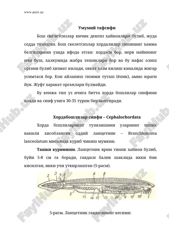 ма умурткали хайвонлар сингари, ланцетниклар териси хам икки каватдан: устки эпидермисдан ва пастки чин теридан (кориум) иборат булади. лекин ланцетникнинг эпидермиси барча умурткалилар эпидермисидан бир каватлилиги билан фарк килади, кориум эса шилимшик тукимадан иборат булади. эпидермисдаги безли хужайралар суюклик ажратиб, юпка юза пардасини хосил килади. бу парда нозик терини кумдаги заррачалар билан ялликланишдан химоя килади. скелети. ички скелети асосан хордадан ташкил топган. у гавданинг энг охирги (дум) учидан то бошининг учигача боради. хорда атрофида нерв найини хам ураб олган бириктирувчи тукима жойлашган (6-расм). хорда худди мускулли орган каби ишлайди. мускулларнинг кискариши хордани каттиклигини оширади. хорда ва нерв найини ураб олган бириктирувчи тукимали парданинг усимталари миосепталар билан туташади. жабра аппаратининг скелети тусинлардан тузилган. сузгич канотларини бир катор таёкчалар тутиб туради. 6-расм. ланецетникнинг халкум атрофида кўндаланг кесими: 1-хордаси, 2-нерв найи, 3-орка мия нервлари, 4-миомер, 5-целом, 6-жабра олди бўшлиги, 7-эндостил, 8-халкум бўшлиги, 9-жабра тешиклари, 10-жабралараро тўсиклар, 11-нефридийлар, 12-ичакнинг жигар ўсимтаси, 13-жинсий безлар. мускул …