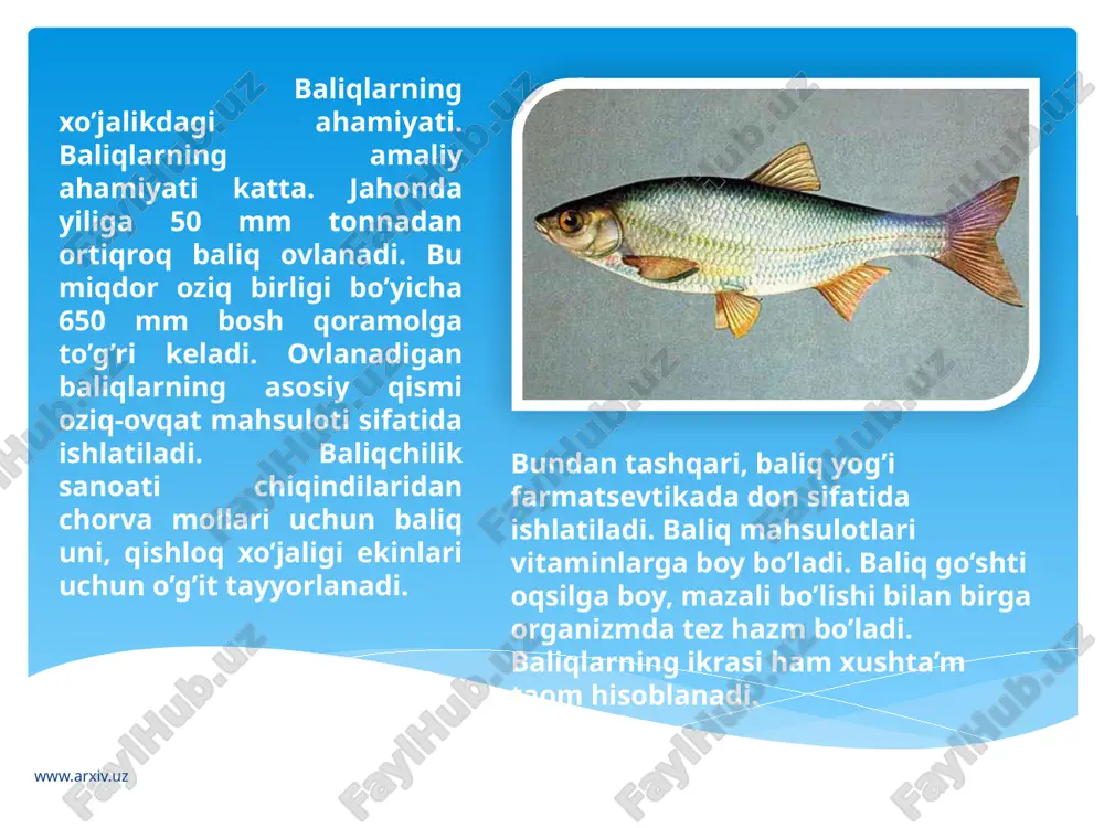 ’plab nobud bo’ladi. shuning uchun ovlanadigan baliqlar maxsus zavodlarda urchitiladi. buning uchun urchish paytida voyaga yetgan urg’ochi va erkak baliqlarning pushti tuxumlari va sperma suyuqligi solinib, idishda aralashtiriladi va ustiga suv quyiladi. so’ngra idish tuxumlarning rivojlanishi uchun qulay sharoit bo’lgan inkubatorda saqlanadi. tuxumdan chiqqan yosh baliqchalar ma’lum vaqt davomida sun’iy hovuzlarda boqiladi. baliqchalar birmuncha o’sganidan so’ng tabiiy suv havzalariga qo’yib yuboriladi. baliqlar tuxumi va yosh baliqchalarni samolyotda boshqa suv havzalariga ham ko’chirib olib borish mumkin. masalan, oq amur, xumbosh, ilonbosh baliqlar uzoq sharq daryolaridan keltirilib, sirdaryo va amudaryo havzalarida iqlimlashtirilgan. www.arxiv.uz hovuz xo’jaligi. baliq go’shti yetishtirish maqsadida baliqlar unchalik katta bo’lmagan tabiiy suv havzalarida sun’iy urchitilgach, voyaga yetgunga qadar boqiladi. bu maqsadda ko’pchilik baliqchilik xo’jaliklarida zog’ora baliqning xonakilashtirilgan karp zotlari o’stiriladi. xonaki karp o’zining yovvoyi ajdodiga nisbatan tez o’sadi, go’shti mazali va yog’li bo’ladi. bundan tashqari, zog’ora baliq juda ehtiyotkor, karp esa ovqat beriladigan joyga suzib keladi. unda oziqlanish joyi …