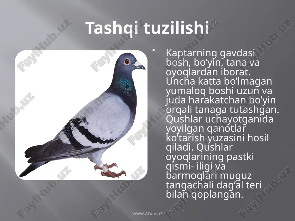 , uchganida esa 550 marta qisqaradi. www.arxiv.uz nerv sistemasi qushlarning bosh miyasi ancha yirik va murakkab tuzilgan. ularning xilma xil xatti xarakatlari bosh miyaning ayniqsa, oldingi yarimsharlarning kuchli rivojlanganligi bilan bo’liq. qushlarning miyachasi po’stlog’ida burmalar ko’p bo’ladi. ularning xilma xil murakkab harakatlari miyacha bilan bog’liq. www.arxiv.uz www.arxiv.uz image2.jpeg image3.jpeg image4.jpeg image5.jpeg image6.jpeg image7.png image8.gif image9.png image10.jpeg image11.jpeg image12.jpeg