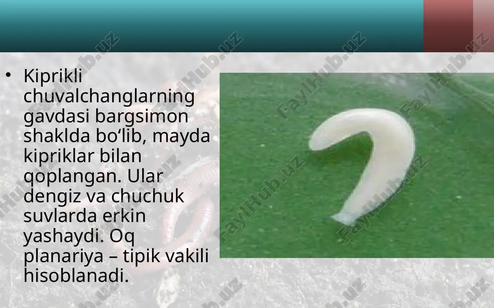 vak to‘qimasida juda ko‘p uchi berk naychalar joylashgan (16-rasm, b, d). bu naychalar tananing ikki yonidagi yirikroq ikkita naychaga kelib tutashadi. moddalar almashinuvi natijasida hosil bo‘ladigan zararli moddalar tanadagi ortiqcha suv bilan birga mayda naychalarning ichiga sizib o‘tadi va ikki yon tomonda joylashgan yirik naylar orqali chiqarib yuboriladi. nerv sistemasi. planariyaning nerv hujayralari tananing old ingi tomonida to‘planib, ikkita nerv tugunini hosil qiladi. nerv tugunlaridan tananing keyingi tomoniga ikkita yirik nervlar chiqadi. nerv tugunlaridan tananing hamma qismiga nervlar ketadi. nerv hujayralari va nerv tolalari birgalikda nerv sistemasini hosil qiladi. sezgi organlari. planariya terisi orqali har xil ta’sirlarni sezadi. agar unga biron narsa tegib ketsa, tanasini birdaniga qisqar tirib oladi. paypaslagichlari, terisi va ko‘zchalari planariyaning sezgi organlari hisoblanadi. jinsiy sistemasi va ko‘payishi. tanasining oldingi qismida ikkita urg‘ochilik jinsiy organi – tuxumdonlar; ulardan keyinroqda pufakka o‘xshash erkaklik jinsiy organi – urug‘donlar joylashgan. bu organlar jinsiy sistemani tashkil etadi. tuxumdon larda tuxumlar, urug‘donlarda …