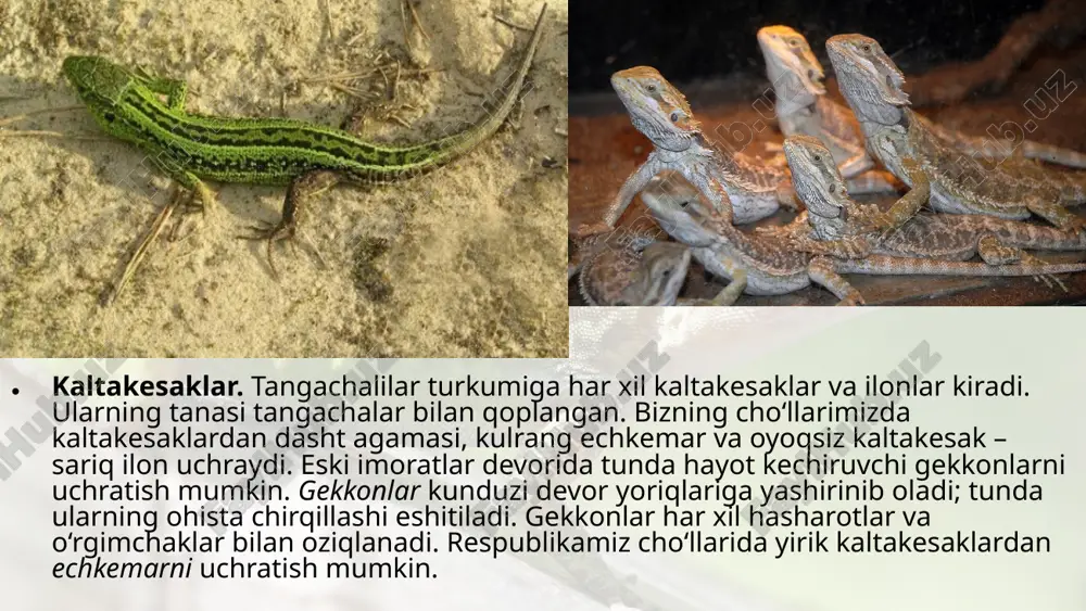 nadi. ilonlarning eshi tish organi yaxshi rivojlanmagan. bo‘g‘ma va shaqildoq ilonlar ning issiqlikni uzoqdan sezadigan organi bo‘ladi. ilonlar o‘rgimchaksimonlar, hasharotlar, baliqlar, baqalar, qurbaqalar, kaltakesaklar, mayda qushlar va sutemizuvchilar bilan oziqlanadi. ular bittadan bir necha o‘ntagacha tuxum qo‘yadi. qizilqum, ustyurt va amudaryo qumloqlarida tanasining uzunligi 70 sm keladigan qum bo‘g‘ma iloni tarqalgan. bu ilon zaharli emas. u kaltakesaklar, kemiruvchilar va mayda qushlar bilan oziqlanadi. o‘ljasini boshqa ilonlar singari tanasi bilan o‘rab olib, bo‘g‘ib o‘ldir gandan so‘ng yutib yuboradi. bu ilon tirik tug‘adi. suv havzalarida uchraydigan suvilon mayda baliqlar va baqalar bilan oziqlanadi. baliqchilik xo‘jaliklariga ilon birmuncha ziyon keltirishi mumkin. vohalardagi jarliklar, tashlandiq eski binolar, molxonalar, hatto xonadonlarda chiðor ilon uchrab turadi. chiðor ilon turli qushlar va ularning jo‘jalari, kemiruv chilar va kaltakesaklar bilan oziqlanadi. o‘zbekistonning janubiy hududlarida kapcha ilon (kobra) tarqalgan. ilonning uzunligi 170 sm dan 2 m gacha boradi. biron xavf tug‘ilganida yoki odam yaqinlashganida ilon tanasining oldingi qismini ko‘taradi; …