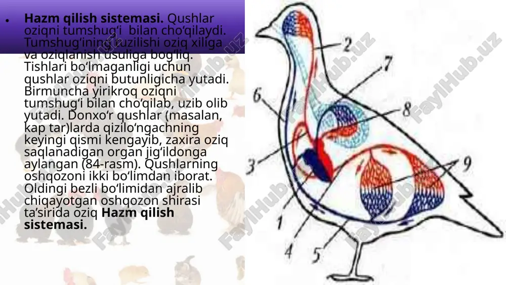 axlat bilan aralashib tashqariga chiqariladi. nafas olish sistemasi. qushlarning o‘pkasi murakkab tuzilgan bo‘lib, havo saqlovchi juda ko‘p mayda pufakchalardan iborat. pufakchalar devorida joylashgan mayda kapillyarlar orqali qonga kislorod o‘tadi. nafas olishda havo pufaklari ham ishtirok etadi. pufaklar ichki organlar orasida joylashgan va o‘pka bilan bog‘langan. qushlar yerda ko‘krak qafasining kengayib-torayishi tufayli nafas oladi. uchayotgan qush qanotlarining ko‘tarilib tushirilishi bilan pufaklar ham kengayib-torayadi. bunda gaz almashinuvi ikki marta: havo o‘pkaga kirganida va pufaklardan chiqayotganda sodir bo‘ladi. qush qancha ko‘p qanot qoqsa, o‘pka orqali havo aylanishi shuncha tez boradi. shuning uchun uchayotgan qushning nafasi bo‘g‘ilmasdan, aksincha, tezlashadi. kaptar bir minutda tinch turganida 26 marta, uchganida esa 400 marta nafas oladi. havo pufakchalariga kiradigan havo qushlar tanasini sovitib turadi. qon aylanish sistemasi ikkita qon aylanish doirasidan iborat. yu ragi to‘rt kamerali: ikkita yurak bo‘lmasi va ikkita qorinchadan iborat. shuning uchun arteriya va vena qoni tamoman ajralgan bo‘lib, yurakdan tanaga kislorodga boy arteriya qoni …