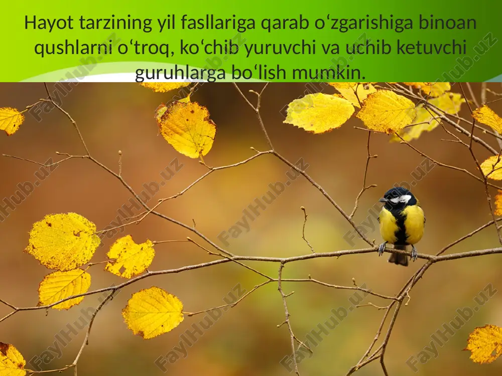 h instinkti bilan bog‘liq. kuzda kunlarning qisqarishi qushlarning qishlov joyiga uchib ketishi uchun signal bo‘ladi. qushlarning uchib ketish yo‘lini aniqlash. qishlov joyiga uchib ketayotgan qushlarning yo‘l topishida quyoshga qarab mo‘ljal olish qisman ahamiyatga ega. chunki ko‘pchilik qushlar kunduzi oziqlanib, kechasi uchadi. tajribalarda ularning yulduz larga qarab yo‘l topishi aniqlangan. ayrim qushlar yer magnit maydonining o‘zgarishini qabul qilishi ham mumkin. qushlarni halqalash. qishlov joyi, uchib ketish yo‘li, tarqa lishi va umr ko‘rishini aniqlash maqsadida qushlar halqalanadi. buning uchun qushning oyog‘iga halqalash markazining manzili yozilgan yengil halqa kiydirilib uchirib yuboriladi. halqalangan qushni tutib olgan kishi halqani yechib olib, uni xat orqali ko‘rsatilgan manzilga yuborishi kerak. halqalash orqali o‘rta osi yo laylaklarining shimoliy hindistonda, yevropa laylaklari ning janubi-sharqiy tropik afrikada; bulbullarning tropik afrikada, qaldirg‘ochlarning afrika va hindistonda qishlashi aniqlangan. savol va topshiriqlar qaysi qushlar o‘troq deyiladi? qaysi qushlar ko‘chib yuruvchi deyiladi? qaysi qushlar uchib ketuvchi bo‘ladi?4. nima sababdan qushlar uchib ketadi? qushlar uchib …