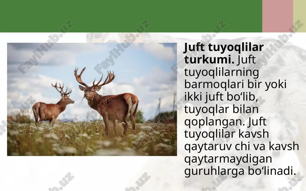 180 sm gacha, vazni 200–240 kg keladi. to‘ng‘iz yevropa va osiyo qit’asida tarqalgan; o‘zbekistonda tog‘li joylarda va to‘qaylarda uchraydi. o‘simlik ildizi va tugunaklarini kovlab olib yeydi; to‘kilgan mevalar, hatto hasharotlar va boshqa mayda jonivorlar bilan ham oziqlanadi. to‘ng‘iz to‘da bo‘lib yashaydi. uning bolasi yo‘l-yo‘l tusda. to‘ng‘iz xonaki cho‘chqalar naslboshisi hisoblanadi. begemot tropik afrikada tarqalgan. toq tuyoqlilar turkumi. bu hayvonlarning oyog‘ida bitta yoki uchta barmog‘i bo‘ladi, biroq faqat uchinchi barmog‘i kuchli rivojlangan. hayvon tanasining og‘irligi, asosan, shu barmoqqa tushadi. oshqozoni sodda tuzilgan, ammo ko‘richak o‘simtasi juda uzun bo‘ladi. toq tuyoqlilar yalanglikda yashaydigan hayvonlar bo‘lib, ular ga ot, eshak, karkidon, tapir, zebra va qulon kiradi. yovvoyi prjevalskiy oti xx asr o‘rtalarigacha mar kaziy osiyo (mo‘g‘uliston va xitoy) cho‘llarida yashagan; hozir qo‘riq xona lar va hayvonot bog‘larida saqlanib qolgan. tanasining uzunligi 230 sm, balandligi 130 sm, vazni 300 kg keladi. xonaki otlar qirilib ketgan yovvoyi ot – tarpandan, xonaki eshak esa afrika yovvoyi …