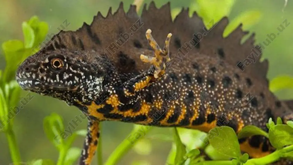 r dumsizlar (baqalar, qurbaqalar) va dumlilar (tritonlar, salamandralar) turkumlariga ajratiladi. dum lilar o‘rta osiyoda uchramaydi. ulardan eng yirigi janubi-sharqiy osiyoda tarqalgan gigant salamandraning uzunligi 1,7 metrga yetadi. o‘zbekis ton hududida dumsizlardan ko‘l baqasi va yashil qurbaqa keng tarqalgan. yashil qurbaqa baqaga nisbatan ancha yirik, rangi och yashil yoki kulrang, terisida sassiq oqish zaharli suyuqlik ishlab chiqaradigan bezlari bo‘ladi. u kunduzi kemiruvchilar inida, daraxtlar ildizi va to‘nkalar ostida, yerto‘lalarda bekinib yotadi. faqat kechqurunlari ovga chiqadi. uning orqa oyoqlari nisbatan kuchsiz bo‘lganidan o‘rmalab yoki qisqa-qisqa sakrab yuradi. qurbaqaning terisi dag‘alroq, o‘pkasi nisbatan yaxshi rivojlangan. u kechqurunlari qurillab sayraydi. qurbaqa faqat ko‘payish davrida suvga tushadi. u ko‘lmak suvlar va hovuzlarga marjon shodasiga o‘xshab tizilgan tuxumlarini qo‘yadi. ahamiyati. suvda hamda quruqlikda yashovchilar – foydali hayvonlar. qurbaqa o‘simliklarga ziyon yetkazadigan hasharotlarni qirib, katta foyda keltiradi. qurbaqa bir kechada 100 tagacha, 9 oy davomida uch mingtagacha hasharotni yeydi. baqa zarar kunanda hasharotlar (chivinlar)ning suvdagi lichinkalarini va …