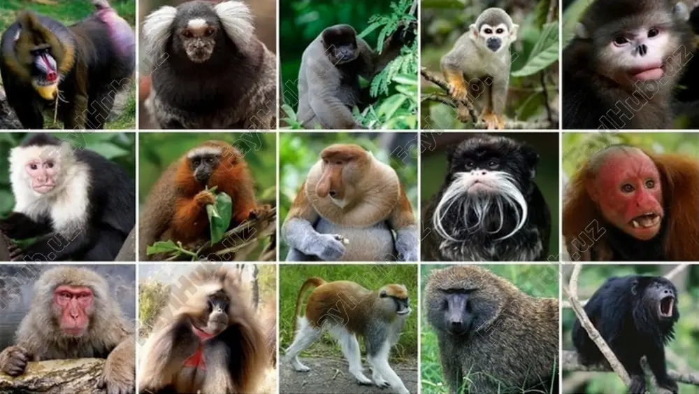 yurishda ahamiyatga ega emas. bir qancha turlarining dumi kalta yoki butunlay bo‘lmaydi. primatlar orasida odamsimon maymunlar eng yirik va yuksak tuzilgan. ularga afrika qit’asida yashaydigan gorilla va shimpanze, kalimantan va sumatra orollarida tarqalgan orangutan kiradi. ularning dumi bo‘lmaydi; oldingi oyoqlari hamda panjasining orqa tomoniga biroz tayangan holda orqa oyoqlarida harakat qiladi. bosh miyasi kuchli rivojlanganligi tufayli turq-atvori ham juda murakkab bo‘ladi. ularning xotirasi kuchli bo‘lib, sodda mehnat qurollarini yasash va ulardan foydalanishni biladi. shimpanze cho‘plar yordamida asalarilar uyasiga kiradigan teshiklarni kengaytiradi; daraxtdan sindirib olingan novda yordamida tor teshiklardan hasharotlarni kovlab oladi, mayda cho‘plar yordamida tishlarini tozalaydi, tovush va imo-ishoralar yordamida o‘zaro mu loqot qiladi. ular yuz muskullari yordamida ichki kechinmalarini, ya’ni qo‘rquv, hayajon, achchig‘lanishi yoki xursandli gini ifodalay oladi. bu jihat dan ular odamlarga o‘xshaydi. sutemizuvchilarning ahamiyati. o‘txo‘r sutemizuvchilar o‘simliklar va boshqa hayvonlar hayotida katta ahamiyatga ega. ularning teza- gi go‘ngxo‘r qo‘ng‘izlar, pashshalar, chuvalchanglar, zamburug‘lar va bakteriyalar uchun oziq bo‘ladi. …