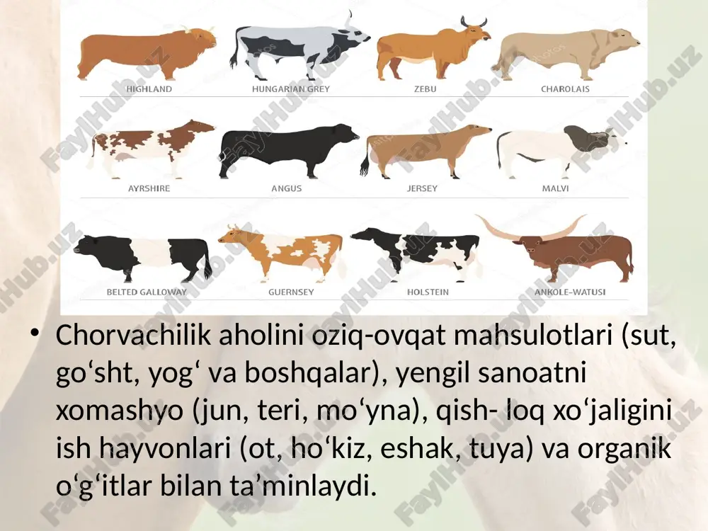 gan. qo‘y zotlari junining sifatiga ko‘ra mayin junli, chala mayin junli va dag‘al junli zotlarga ajratiladi. mayin junli qo‘ylarning juni bir xil uzunlikdagi (8–10 sm) tivit dan iborat. mayin jundan nafis gazlamalar to‘qiladi. shimoliy kavkaz, volgabo‘yi va qozog‘istonda boqiladigan merinos zotidan 10–12 kg mayin jun olinadi. dag‘al junli qo‘ylarning juni dag‘al qil va tivitdan iborat. bu qo‘ylar ham, o‘z navbatida, po‘stinbop terili, qorako‘l terili, go‘sht-yog‘li va go‘sht-junli zotlarga ajratiladi. romanov zotli qo‘ylar eng yaxshi po‘stinbop teri beradi. qorako‘l terisi 1–3 kunligida so‘yilgan qorako‘l qo‘zilarining terisidan iborat. qora- ko‘l terisi ko‘proq qora rangda bo‘ladi; ko‘k, jigarrang, sur, oq va boshqa xillari ham bor. havorang va tillarang xillari yuqori baholanadi. go‘sht-yog‘ yo‘nalishidagi qo‘ylardan o‘zbekiston- da hisor qo‘ylari boqiladi. bunday qo‘ylar vazni 150 kg ga, dumbasining og‘irligi 25 kg ga boradi. yilqichilik. baland tog‘li joylarda va qishloq xo‘jaligida yordamchi ishlarni bajarishda otlar asosiy ishchi kuchi hisoblanadi. ot sporti dunyo miqyosida ommalashib bormoqda. otlar …