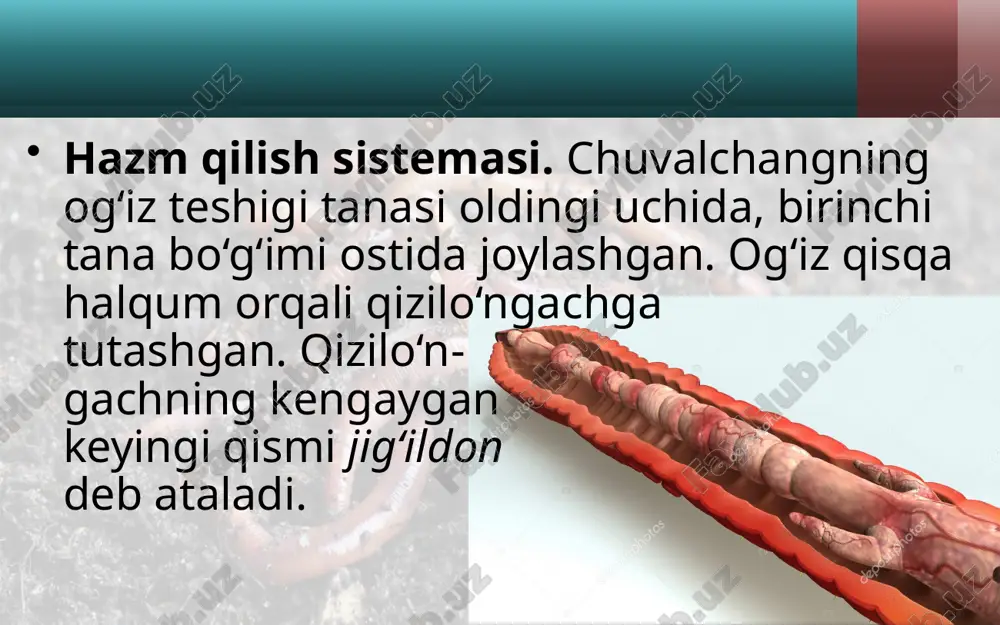 . chuvalchang terisi shilimshiq modda bilan namlanib turadi. nam teri kis lorodni yaxshi o‘tkazadi. ayirish sistemasi. yomg‘ir chuvalchangining ayirish sistemasi tana bo‘g‘imida bir juftdan joylashgan, sirtmoqqa o‘xshash ingichka uzun naychalardan iborat. naychalarning bir uchi tana bo‘shlig‘iga, ikkinchi uchi esa teri orqali tashqariga ochiladi. naychalarning tana bo‘shlig‘iga ochilgan uchi voronkaga o‘xshab kengaygan bo‘lib, juda ko‘p kiprikchalar bilan ta’minlangan. bu kiprikchalarning harakati tufayli zararli moddalar tana suyuqligi bi lan birga naychalarga o‘tadi va teridagi teshikchalar orqali chiqarib yuboriladi. halqali chuvalchanglarning xilma-xilligi va ahamiyati. halqali chuvalchanglar tabiatda katta ahamiyatga ega. yomg‘ir chuvalchanglarining 180 dan ortiq turi bor. ular tuproqni yumshatib, suv va havo o‘tishini yaxshilaydi, chirindiga boyitadi. bir gektar maydonda chuvalchanglar bir yil davomida 250–600 t tup roqni qayta ishlab berishi aniqlangan. yomg‘ir chuvalchanglari ning ayrim turlaridan chorvachilik va uy-ro‘zg‘or chiqindilarini qayta ishlab, sabzavot va poliz ekinlari uchun qimmatli o‘g‘it hisoblanadigan biogumus olishda foydalaniladi. yomg‘ir chuvalchanglarining o‘zi ham qushlar, ayrim sutemizuvchilar va tup …