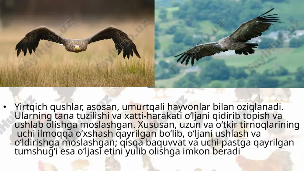 araning tirnoqlari kuchsiz bo‘lganidan tirik hay vonlarga hujum qilolmaydi. lekin juda kuchli, uchi qayrilgan tumshug‘i bilan hayvonlar terisini yirta oladi. ko‘pchilik kunduzgi yirtqichlar zararkunanda kemiruvchilar va hasharotlarni qirib, qishloq xo‘jaligiga foyda keltiradi. boshqalari esa ko‘pincha kasal va qari hayvonlarni yo‘q qilib, boshqa hayvonlarning kasallanishi oldini oladi; hayvonlar naslini sog‘lomlashtirishga yordam beradi. y a p a l o q q u sh l a r t u r k u m i. yapaloqqushlar – tunda hayot kechirishga moslashgan yirtqichlar. ularga faqat qorong‘i tushgandan so‘ng ov qiladigan yapaloqqushlar: ukki, boyo‘g‘li, boyqushlar kiradi. yapaloqqushlar tumshug‘ining uchi qayrilgan, tirnog‘i o‘tkir bo‘lib, tirik o‘ljani tutishga imkon beradi. ularning ko‘zlari katta, ko‘z qorachig‘i keng ochiladi. shuning uchun g‘ira-shira yorug‘likda ham mayda hayvonlarni ko‘ra oladi. sezgir quloqlari esa tunda shitirlagan ovozni ham ilg‘ab oladi. patlari g‘ovak va yumshoq bo‘lganidan uchganida ovoz chiqmaydi. tungi yirtqichlarning yuzi yapaloq yuraksimon bo‘lganidan yapaloqqushlar turkumiga kiritilgan. ukki – yapaloqqushlar orasida eng yirigi. …