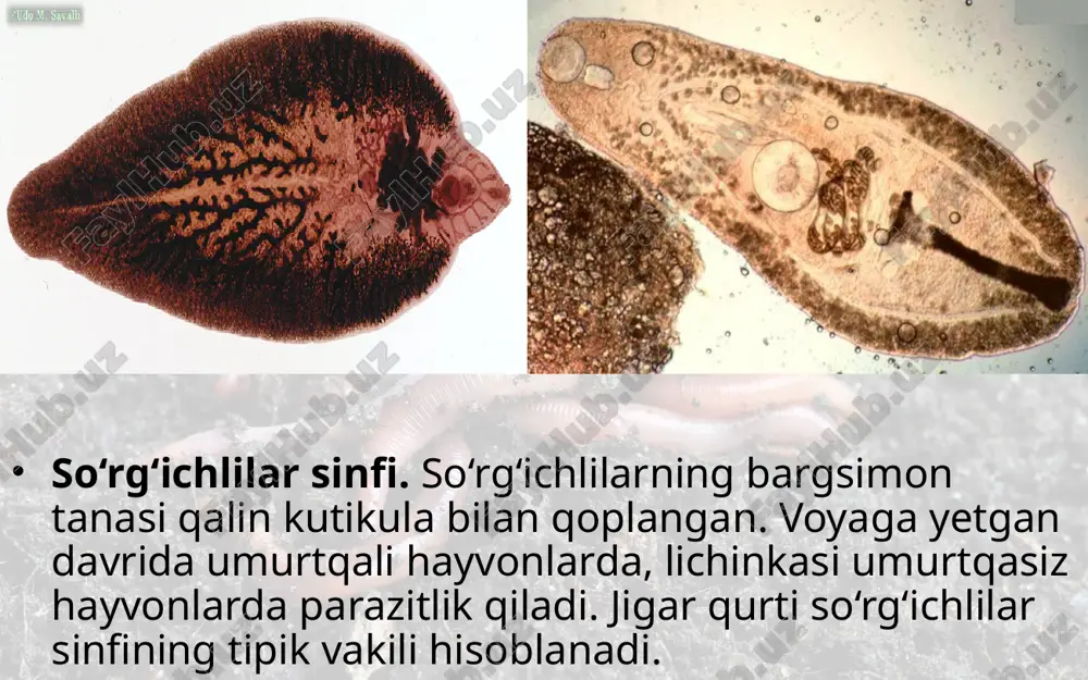 hayvonlar. asosiy vakili qoramol tasmasimon chuvalchangi hisoblanadi. qoramol tasmasimon chuval changi voyaga yetgan davrida odamning ingichka ichagida, lichinkasi qora mol muskuli, jigari va boshqa organlarida parazitlik qiladi. gavdasining uzunligi 8–10 m bo‘lib, kichkina bosh, ingichka bo‘yin hamda bo‘g‘imlarga bo‘lingan tana bo‘limlaridan iborat. boshida doira shakldagi to‘rtta so‘rg‘ichlari bor. tanasi juda ko‘p (1000 taga cha) bo‘g‘imlarga bo‘lingan, hazm qilish organlari rivojlanmagan. chuvalchang odam ichagida hazm bo‘la boshlagan oziqni tana yuzasi orqali shimib oladi. jinsiy sistemasi, ko‘payishi va rivojlanishi. jinsiy organlari tana sining hamma bo‘g‘imlarida ko‘p marta takrorlanib turadi. har bir bo‘g‘imda bir juft tuxumdon, bitta bachadon va juda ko‘p urug‘donlar bo‘ladi. bachadoni tuxumlarga to‘lgach, bir necha bo‘g‘imlari tananing keyingi qismidan uzilib, ichak bo‘shlig‘iga tushadi va axlat bilan tashqi muhitga chiqib ketadi. tuxumlari yem-xashak yoki suv orqali qoramollarga yuqadi (20rasm). tuxumdan chiqqan lichinkalar ichak devori orqali qonga o‘tadi va qon orqali jigar, muskul va boshqa organlarga borib o‘rnashib qoladi. lichinkalar organlarda yupqa …