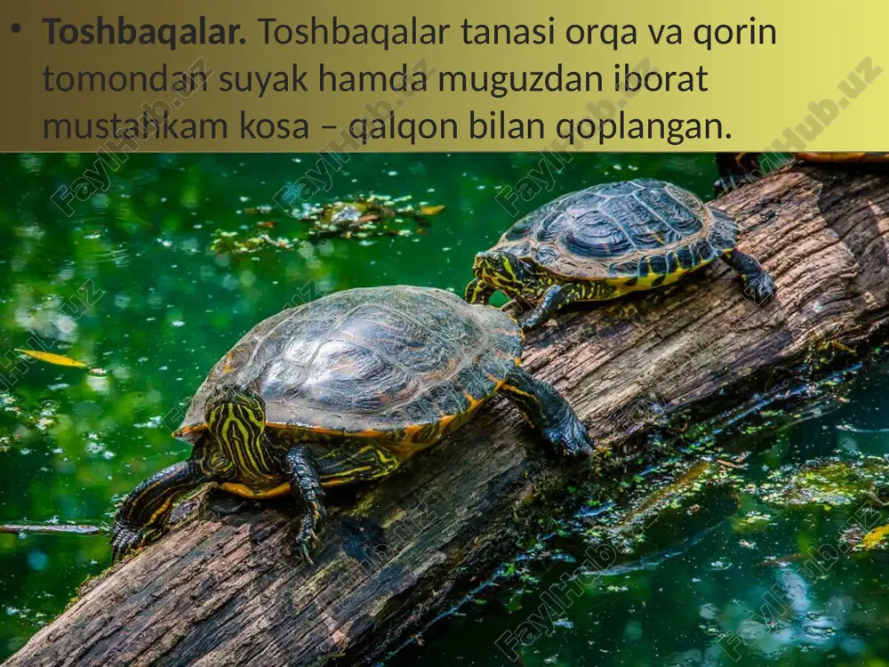 kesaklarga o‘xshaydi. tanasining uzunligi 7 m gacha boradi. terisi orqa tomondan juda qalin qalqonlar bilan qoplangan; orqa oyoqlari barmoqlari orasiga parda tortilgan va ikki yondan siqilgan kuchli uzun dumi yordamida suzadi va sho‘ng‘iydi. timsohlarning eng yirigi nil timsohining uzunligi 7 m ga yetadi. amerika qit’asida tarqalgan alligatorlar va hindiston gaviallarining uzunligi 6,5 m gacha bo‘ladi. timsohlar – yirtqich hayvonlar. ularning ko‘zlari va burun teshiklari boshi ustidagi maxsus bo‘rtiqchalarda joylashgan. suv da suzayotgan timsohning burun teshiklari va ko‘zlari suvdan tashqariga chiqib turadi. shu holatda timsoh suvga yaqinlashayotgan yirik hayvonlarni bemalol kuzatib turadi va sezdirmasdan yaqinlashib ularni tutib oladi. urg‘ochi timsoh qirg‘oqqa chiqib, o‘zi qazigan chuqurga o‘nlab tuxum qo‘yadi va ko‘pincha tuxum larini qo‘riqlaydi. tuxumdan chiqqan bolalarini suvga olib boradi. timsohlar boshqa sudralib yuruvchilarga nisbatan murakkab tu zilgan. ularning o‘pka bo‘shlig‘i to‘siqlar bilan ko‘plab kame ralarga bo‘lingan, yuragi esa to‘rt kamerali. lekin vena va arteriya qoni yurakdan chiqqandan so‘ng aralashib ketadi. timsohlar …
