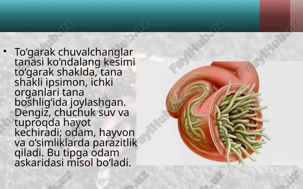 tuxum qo‘yadi. urug‘langan va qattiq po‘st bilan qoplangan tuxumlarini xo‘jayini ichagiga qo‘yadi. tuxumlar axlat bilan tashqariga chiqariladi. nam joyda tuxumlar ichida lichinkalar rivojlanadi. tuxumlar iflos qo‘l yoki yuvilmagan sabzavot va mevalar orqali odamning ichagiga tushganida ulardan lichinkalar chiqadi. lichinkalar qon orqali o‘pkaga boradi; so‘ngra balg‘am bilan og‘izga tushadi. ular og‘izdan yana ichakka qaytib tushgach, rivojlanib voyaga yetadi va tuxum qo‘yishga kirishadi. askaridaning zarari. askarida bilan kasallangan kishi ozib ke ta di, rangi siniq bo‘ladi. uning qorni muntazam og‘rib turadi. ichakdagi askaridalar maxsus dorilar yordamida haydaladi. askaridani yuqtirmaslik uchun sabzavot, meva va poliz mahsulotlarini yaxshilab yuvib iste’mol qilish hamda shaxsiy gigiyena qoyidalariga qat’iy rioya qilish zarur. to‘garak chuvalchanglarning kelib chiqishi. to‘garak chuvalchanglar tana bo‘shlig‘i va anal teshigining bo‘lishi, ichki organlarining ancha murakkab tuzilganligi bilan yassi chuvalchanglardan farq qiladi. olimlarning fikricha, tarixiy rivojlanish jara yonida qadimgi yassi chuvalchanglar tanasida tana bo‘shlig‘i va orqa chiqaruv teshigi paydo bo‘lgan; ulardan to‘garak chuvalchanglar kelib chiqqan. …