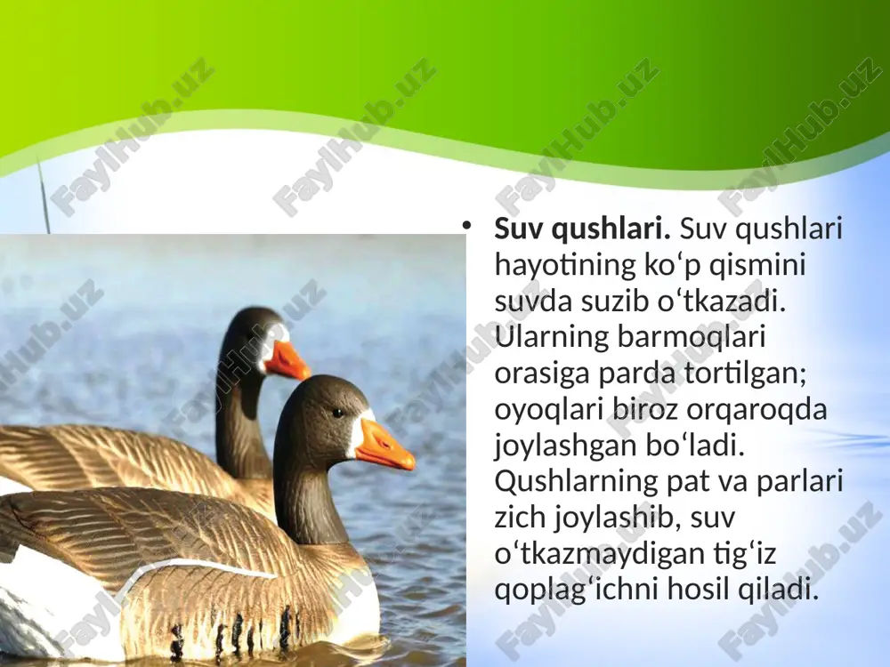 jdodi bo‘lgan kulrang g‘oz in qurib, bola ochadi. bu qush amudaryo etaklarida va zarafshon daryosining quyi oqimlarida uchraydi. yevropa, shimoliy afrika, janubi-sharqiy osiyo va o‘rta osiyo suv havzalarida qishlaydi. pingvinlar turkumi. pingvinlarning qanoti kalta va ingichka bo‘lib, eshkakka aylangan. oyoqlari tanasining keyingi qismiga birikkanligi uchun quruqlikda yurganida tanasini tik tutadi. eshkak qanotlar yordamida ular soatiga 30 km tezlikda sho‘ng‘iy oladi. antarktida, tinch okean orollari, avstraliya, janubiy amerika va afrika sohillari da tarqalgan. baliqlar va yirik qisqich baqasimonlar bilan oziqlanadi. imperatorpingvininining bo‘yi 120 sm, vazni 45 kg keladi. pingvinlar koloniya bo‘lib in quradi. ular sovuqqa juda chidamli. imperator pingvini qishda 60–70°c sovuqda tuxum qo‘yib, bola ochadi. sohil qushlari. sohil qushlari suv havzalarining sayozliklari, sohil yaqini va botqoqliklarda oziqlanadi. ko‘pchiligining bo‘yni va oyoqlari uzun bo‘ladi. shuning uchun ular sayozliklarda va balchiqda yaxshi yuradi; tumshuqlari yordamida ozig‘ini oladi; lekin suvda suzolmaydi. l a y l a k s i m o n l …