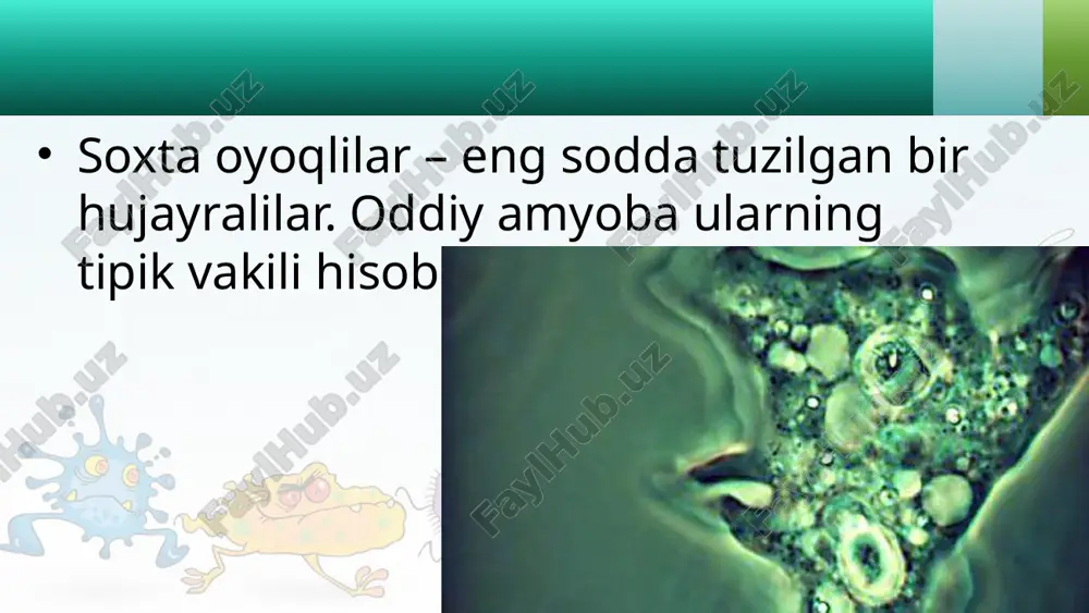 akuola qisqarganida uning ichidagi suyuqlik hujayradan chiqarib yuboriladi. ana shu tariqa amyoba organizmi bilan tashqi muhit o‘rtasida moddalar almashinuvi sodir bo‘ladi. ta’sirlanishi. sodda tuzilgan bo‘lsa ham, amyoba hayvon organizmiga xos xususiyatlarga ega. ayrim ta’sirlar yordamida amyoba tanasining shakli o‘zgarganligini ko‘rish mumkin. agar amyobali suvga ozroq osh tuzi qo‘shilsa, u hamma soxta oyoqlarini tortib olib, sharsimon shaklga kiradi. bu hodisa amyobaning ta’sirlanishini ko‘rsatadi. ko‘payishi. amyoba ikkiga bo‘linish yo‘li bilan jinssiz ko‘ payadi (5-rasm). buning uchun yadroning hajmi ortib, uning qobig‘i yemiriladi. sitoplazmaga chiqqan yadro moddalari hujayraning ikki tomoniga teng taqsimlanadi. tezda hujayraning ikki tomonida bittadan yadro hosil bo‘ladi. amyoba tanasi ham cho‘zilib, o‘rtasidan ingichkalashadi va ikkiga ajraladi. ana shu yo‘l bilan bitta amyobadan ikkita yangi amyoba hosil bo‘ladi. bu xildagi ko‘payishda jinsiy hujayralar hosil bo‘lmaganligi tufayli jinssiz ko‘payish deb ataladi. sista hosil qilishi. sovuq tushganda yoki suv qurib qolganda amyoba ha ra katlanishdan to‘xtab yumaloqlanadi; uning hujayrasi sirtida qalin po‘st – …