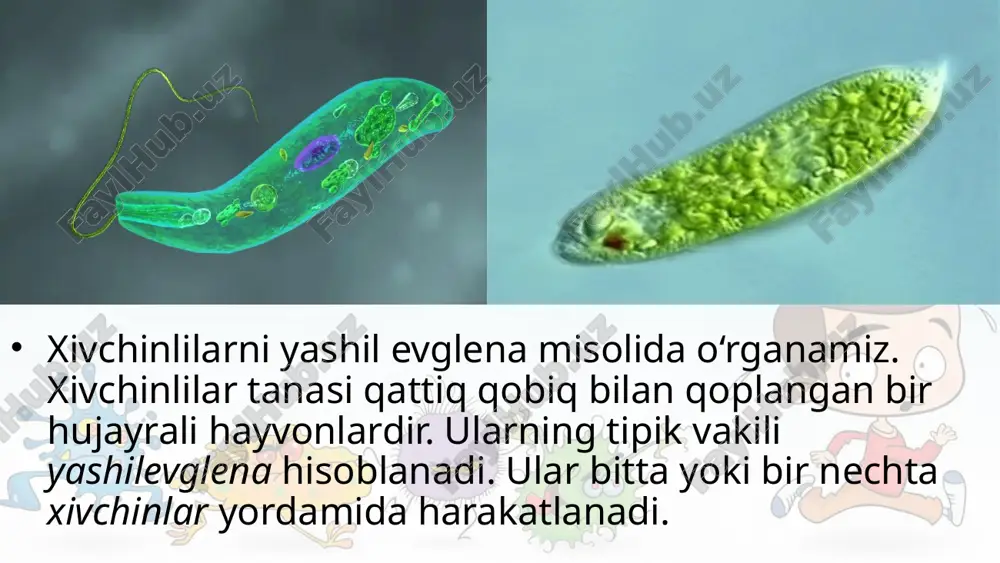 orqali jinssiz ko‘payadi. bo‘linish boshlanishi bilan eski xivchinning yonida ikkinchi yangi xivchin hosil bo‘ladi. bo‘li nish butun tana bo‘ylab shu ikki xivchin hamda yadro o‘rtasidan o‘tadi. sista hosil qilishi. noqulay sharoit tug‘ilganda evglenaning xivchini tushib ketadi; tanasi qisqarib, yumaloqlanadi va qalin qobiq bilan o‘ralib sistaga aylanadi. volvoks – koloniya bo‘lib yashovchi bir hujayrali hayvon. iflos suvli hovuz va ko‘llarda diametri 1 mm keladigan yashil sharga o‘xshash volvokslar uchraydi (8-rasm). volvoks koloniyasi mingga yaqin noksimon ikki xivchinli hujayralardan tashkil topgan. hujayralar sharning sirtida joylashgan bo‘lib, sitoplazmatik ipchalar yordamida o‘zaro bog‘langan. sharning ichi quyuq dildiroq modda bilan to‘lgan. ayrim xivchinlilar parazit hayot kechiradi. tripanosoma tropik afrikadagi xalqlar qoni zardobida yashab, uyqu kasalligini keltirib chiqaradi. leyshmaniya o‘zbekistonning janubidagi ayrim hududlarda va tropik mamlakatlarda uchraydi, odam yuzi va ba’zan qo‘l terisida uzoq vaqt tuzalmaydigan yara hosil qiladi. savol va topshiriqlar xivchinlilar tuzilishi soxta oyoqlilardan qanday farq qiladi? evglena yorug‘likda qanday oziqlanadi? qisqaruvchi vakuola qanday …