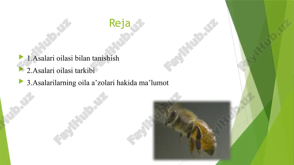 alarilarga o‘xshamaydigan, ancha yirikrok hajmli asalarini ko‘rasiz. bu ona asalari hisoblanadi. uning qorin qismi uzunchok, to‘la gavdali, qanotlari qorin qismini to‘lik yopmagan bo‘ladi. uning yagona vazifasi asalari naslini kelajakda davom ettirishdan iborat. ona asalari o‘zi stiladigan onadonlardan 15-16 kun davomida yetilib chiqadi. yetilgandan so‘ng birinchi parvozini 5-6 kun o‘tgach, amalga oshiradi va uyadan chiqib tevarak-atrof bilan tanishib chiqadi. ikkinchi parvozi esa jinsiy jihatdan yetilgandan so‘ng 10-12 kun o‘tgach, erkak asalarilar bilan juftlashish maksadida uyadan uchib chiqadi. ishchi asalari. jinsiy a’zolari rivojlanmaganligi sababli, u tuxum qo‘ya olmaydi, ayni paytda onalik instinktini saqlab qolgan holda uyadagi yosh lichinkalarni boqib, ularga g‘amxo‘rlik qiladi. ishchi asalarilar uyaga asal, gulchangi va suv olib keladi, shuningdek ular ko‘plab boshqa zarur vazifalarni ham bajaradi. qorin qismida joylashgan mum bezlaridan mum ishlab chiqaradi va yangi mumkataklar ko’radi. shuningdek, uning bosh qismida joylashgan so‘lak bezlaridan sut ishlab chiqariladi. bundan tashqari ishchi asalarilar uyani isitish maksadida, uyadagi barcha ortiqcha tirkish …