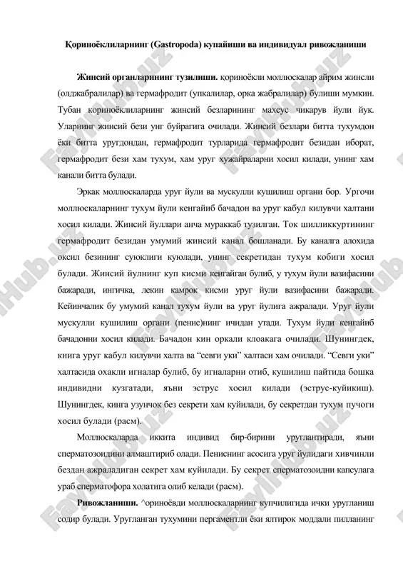 руг йулидаги хивчинли бездан ажраладиган секрет хам куйилади. бу секрет сперматозоидни капсулага ураб сперматофора холатига олиб келади (расм). ривожланиши. ^ориноёвди моллюскаларнинг купчилигида ички уругланиш содир булади. уругланган тухумини пергаментли ёки ялтирок моддали пилланинг ичига куяди. тухумининг ривожланиши polychaeta тухумининг ривожланишига ухшайди. майдаланиши тула, лекин тенг булмаган, спирал типда амалга ошади. майдаланиш натижасида макромерлар a, b, c, d ва шуларга мос туртта микромерлар хосил булади. мезодерманинг асосий кисми макромер d ва унинг хосиласи булган 4d бластомердан хосил булади. целомик мезодерма иккита мезодермал каватнинг хужайраларидан пайдо булади. тубан prosobranchia туркуми вакилларидан огизолди киприкли (прототрох) трохофора личинкаси етилади. кейин трохофора елканли ёки велигер личинкасига айланади. prosobranchia ва opisthobranchia кенжа синфларининг купчилик вакилларининг тухумидан елканли личинка чикади. расм. қориноёкли моллюскаларнинг тузилиши. 1 - огиз; 2 - церебрал ганглия; 3 - плеврал ганглия; 4 - париетал гангия; 5 - висцерал ганглия; 6, 7 - осфрадий; 8,9 - ктенидий; 10 - жигар; 11 - жинсий без; …