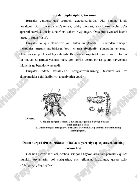 bakteriyalar teridagi yaraga, yoki tirnalgan joylarga tushishi natijasida ham kasallik qo'zg'atuvchilar yuqishi mumkin. burgalarga qarshi kurashish umumiy sanitariya-gigiena qoidalari bo'yicha amalga oshiriladi: xonalar ho'llab tozalanadi, burgalar ko'payadigan joylar (pol yoriqlari, teshiklari) bekitiladi. dala sharoitida kemiruchilar zaharli himikatlar yordamida yo'qotiladi. ikki qanotlilar (diptera) turkumi. deyarli hamma joylarda tarqalgan. turkum vakillarida bir juft qanot mavjud, qanotlarining ikkinchi jufti reduksiyalangan. turkum vakillari orasida infeksion va parazitar kasalliklar qo'zg'atuvchilarining mexanik va spetsifik tashuvchilari ко'p. chivinlar, pashshalar, iskabtoparlar oilalari tibbiyot ahamiyatiga ega. chivinlar (culicidae) oilasi. sahrolar va eng yuqori shimoldan tashqari hamma joylarda tarqalgan. anopheles, kulex va aedes avloddariga kiruvchi chivinlar ko'proq tarqalgan. chivinlar yirik fasetkali (murakkab) ko'zlarga ega, urg'ochilarining og'iz apparati sanchib-so'ruvchi tipda tuzilgan, qon bilan ovqatlanadi. erkagining ogiz apparati so'ruvchi tipda tuzilgan, o'simliklar nektari bilan ovqatlanadi. chivinlar to'liq metamorfoz (tuxum, lichinka, g'umbak, imago) yo'h bilan rivolanadi. tuxumlarini suvga yoki nam tuproqqa qo'yadi. lichinkalari may da zarrachalarni yutib oziqlanadi, traxeyalari bilan nafas oladi. g'umbaklar …
