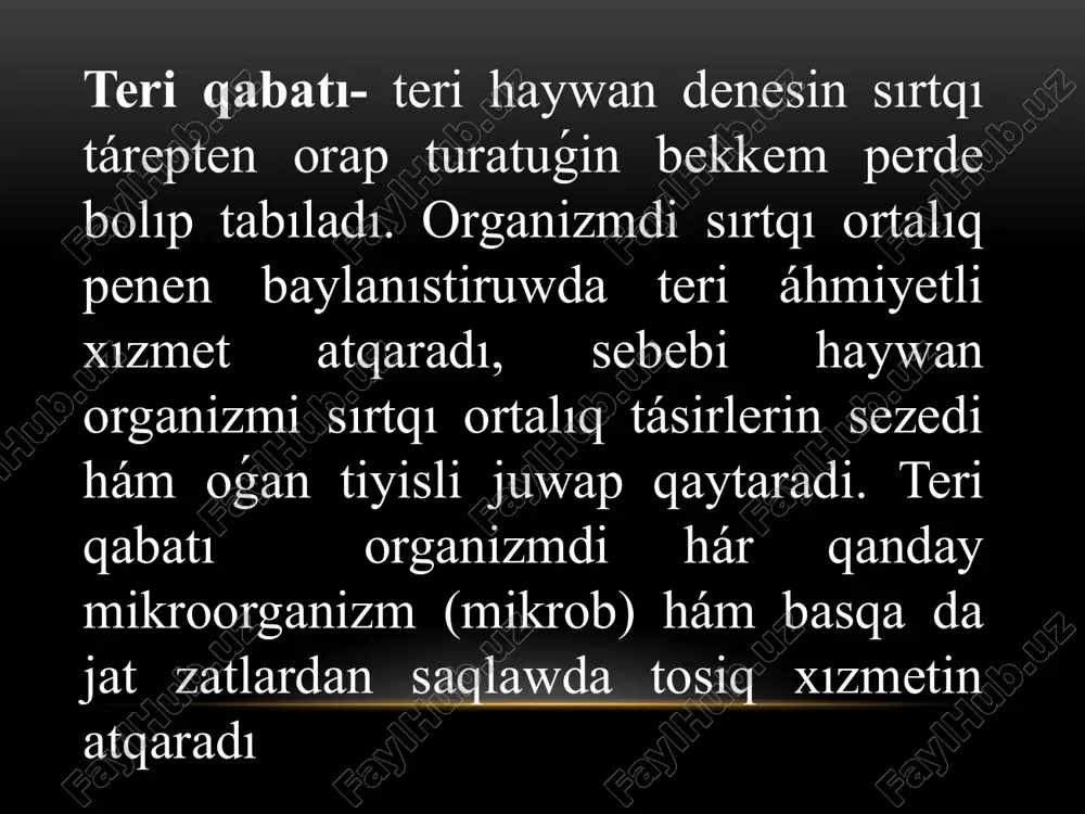 ang`an. shash penen birge teri du’zilisi 1- epidermis; 2-derma; 3 -teri asti qabati; 4 -may bezleri; 5 -ter bezleri; 6 -shash qa’lemshesi; 7 -shash tamiri; 8 -shash piyazshasi; 9 -shash sorg’ishlari; 10- shash qaltasi su`t bezleri a`hmiyetli organ bolip, tek su`t emiziwshi haywanlarda rawajlang`an. su`t bezleri ha`r eki jinista da boladi, biraq urg`ashi haywanlarda jaqsi rawajlang`an, sebebi olar tuwip, balalarini su`t penen bag`adi. su`t bezleri jinisiy jetilisiwge jaqin rawajlana baslaydi. bezlerdin` rawajlaniwi ma`yek kletkasinan ajiralatug`in jinisiy garmonlar ta`sirine baylanisli. 2-3 ma`rte tuwg`annan son` haywanlardin` su`t bezleri jaqsi rawajlanadi. su`t bezlerinio` sirtqi bo`limi teri menen, asti fastsiya menen qaplang`an. bezdin` ishki bo`limi parenximadan du`zilgen. bez parenximasi birqansha bo`leksheden, bo`leksheler bir qatlamli kub formasindag`i bez toqimalari ha`m mioepiteliyden du`zilgen. alveollar trubkalardan o`tkiziwshi trubkalar baslanip, su`t kanalin payda etedi, olar su`t jolina qosiladi. su`t joli sorg`ishqa ashilip, sorg`ish jolin payda etedi. siyirlardin` su`t bezleri ju`da` jaqsi rawajlang`an. bezdin` ha`r qaysi bo`legi bir-birinen ajiralip …