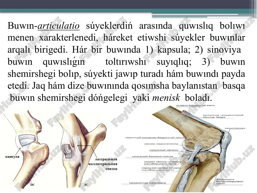 rda hám az muǵdarda basqa túrdegi haywanlarda sinovial oyıq –fossa synovialis hám kesindi bolıp,ol buwın boslıqlarınıń bolimlerine sinoviya suyıqlıǵın jetkerip beriwshi áhmiyetli xızmetti atqaradı. buwın ishi baylanısı (dize buwınıniń quyımshaq tárizli baylanısı hám san súyegi bası baylanısı) mexanikalıq xızmetti atqaradı,buwınlardıń bekkemligin hám olardıń shıǵıp ketiwin saqlaydı. buwın baylanısı-ligamentum articularis kapsulasız-ligg. extracapsularis bolıwı mumkin,ol buwındı qaptaldan bekkemlep turadı hám qosımsha ishki kapsulası –ligg intracapsularis boladı,ol buwın kapsulasınıń fibrozlı qabatınıń tıgızlanıwın támiyinlep turadı. buwın tipleri buwınlardıń xızmeti olardıń erkin háreketi yaki kósher boylap háreketiniń sanına baylanıslı bolıp,ol óz gezeginde súyeklerdiń buwın ústiniń birigiw forması bolıwı menen xarakterlenedi. barlıq buwınlar háreket túri boyınsha bir kósherli eki hám kóp kósherli bolıp bólinedi. bir kósherli buwında háreket bir kósher dógereginde bolıp ótedi.buwın ústi forması boyınsha blok, vint tárizli hám aylanbalı bolıp bólinedi. blok tárizli buwın (jup buwın) yaki ginglim –art.trochoidea kósher háreket cilindr orayı arqalı bolıp ótedi.eger buwında tásirli háreket bolmasa onı haqıyqıy ginglim dep …