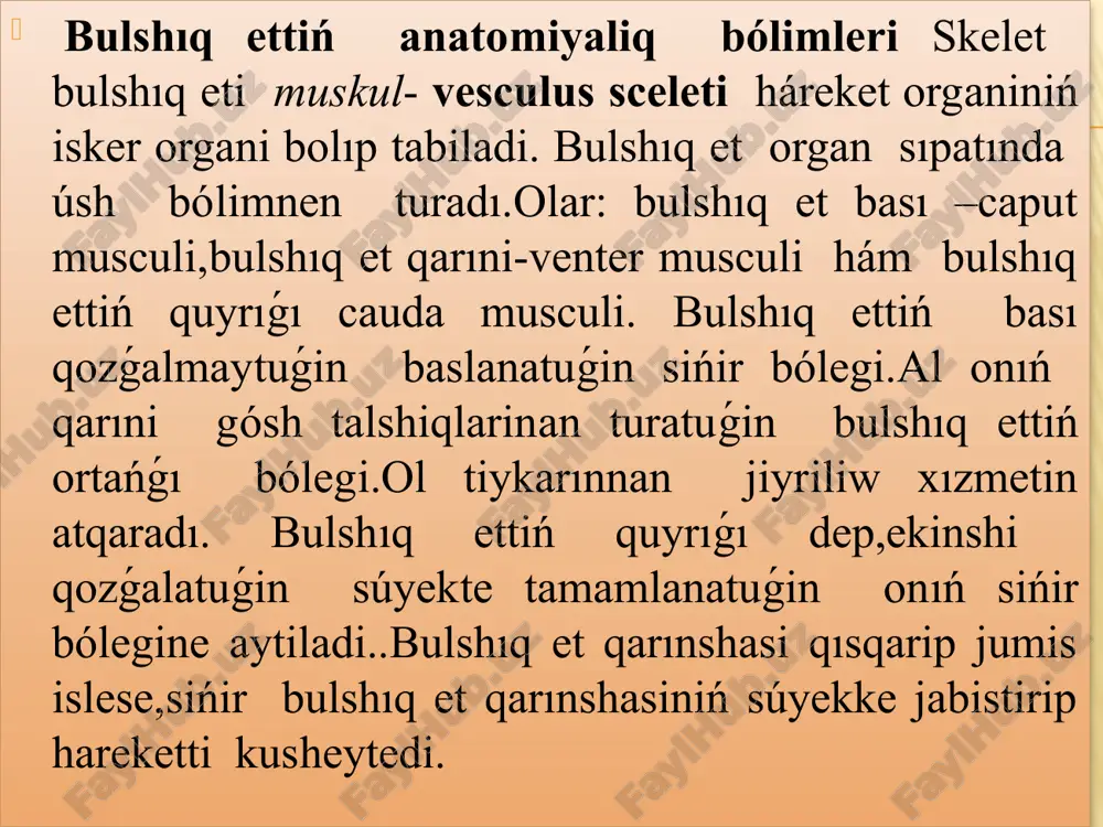 -11 kókirek omırtqsınıń araliginda jaylasadı.góshli jawırın bólimi-iii-x kókirek omırtqası tuwrısınan baslanıp,kókirek súyeginde tamamlanadı. trapeciya tárizli bulshıq et haywan háreket qilǵanda jawırındi aylandiradi, moyın bólimi qısqarǵanda,kókirek súyegi aldıǵa, jawırın bólimi qısqarǵanda,arqa tárepke tartadi,ekewide qısqarǵanda gewdeni fiksaciya qiladi. .atlarda iyin belbewi bulshıq etleri 1- iyinniń tis tárizli bulshıq eti; 2- kókirektiń tis tárizli bulshıq eti; 3-iyin-bas bulshıq eti; 4-tós bulshıq eti omırtqa baǵanasiniń arqa bulshıq etleri: 1 -arqanińuzın bulshıq eti; 2 –moyınnińuzın bulshıq eti; 3 –bastıń hám atlanttiń uzın bulshıq eti; 4 -arqa hám moyınniń súyek os’imteleri bulshıq eti; 5 – bastıń yarim ósimteli bulshıq eti ; 6- jambas-qabırǵa bulshıq eti; 7-bastıńuzın bulshıq eti ; 8 –záńgi tárizli bulshıq et; 9 – júzeki qabırǵa aralıq bulshıq et deneniń tereń bulshıq etleri: 1 –plastinka tárizli bulshıq et; 2- arqaniń tisli dem aldıriwshi bulshıq eti; 3 –jambas-qabırǵa bulshıq eti.; 4 –arqaniń tisli dem shiǵariwshi bulshıq eti ; 5 –bel-qabırǵa bulshıq eti.; 6 –jambas bulshıq …