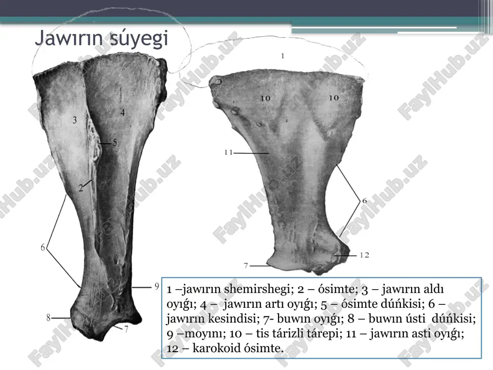 ulshıq et gedur-budirı; 13 –azıqlandırıwshi tesik; 14 –bulshıq et tutqası; 15 –sinovia oyıǵı; 16 – bilek oyıǵı; 17 –shıǵanaq oyıǵı; 18 hám 19 - laterial,medial bulshıq et tutqası ústi; ; 20 –laterial, bulshıq et tutqası ústiniń qırı; 21 –baylanıs oyıǵı; 22 –blok ústi tesigi. i – bilek hám ii – shıǵanaq súyegi; 1 –bilek súyegi basi; 2 –bilek súyegi basi oyıǵı; 3 –bilek súyegi gedur-budırı; 4 – moyını; 5– bilek súyegi blogi 6–sińir ushın sayları; 7 –súyek aralıq ashıqlıq; 8 – shıǵanaq ósimte; 9 – shıǵanaq dúńki; 10 –yarım ay tarizli ashıqlıq; 11 – ilmek tárizli ósimte 1 – tiykarǵı tárepi; 2 – denesi; 3 – bası; 4 – buwın tárepleri; 5 – alaqan gedur-budırı ; 6 – súyek basınıń qırı; 7 – ii hám iv alaqan súyekleri; 8 –sádep tárizli juwanlanıw . ph i: 1 – tiykari, túbiri; 2 – denesi; 3 – bası. ph ii: 4 – buwın …