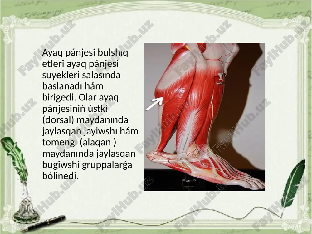 ga ótip tómengi tárep tarayadi hám kambala tarizli bulshıq et payi menen qosılıp, taban (axil) payini payda etedi hám taban súyeki do'nligine birigedi. arqa úlken baltır bulshiq eti (m. tibialis posterior) baltırdıń arqa maydanında tereń jatadı. kishi baltır súyegi denesiniń arqa maydanınan, úlken baltır súyegi sırtqı do'n tarizli o'simtesinin tómengi maydanı, denesiniń joqarıǵı úshten eki bólegi hám suyekler ara perdeden baslanadı. onıń kúshli payi bugiwshi shemirshek tutqıshlar hám ishki tobıqtıń artınan ayaq alaqani astına ótedi hám qayiq tarizli suyek bortigine , ush pana tariz suyekler, sonıń menen birge iv alaqan súyegi tiykarına birigedi. iskerligi: ayaq pánjesin bugedi, ishki muyeshin kóteredi, jaqınlastıradı hám supinatsiya etedi. itibariniz ushin raxmet! image1.jpeg image2.jpeg image3.png