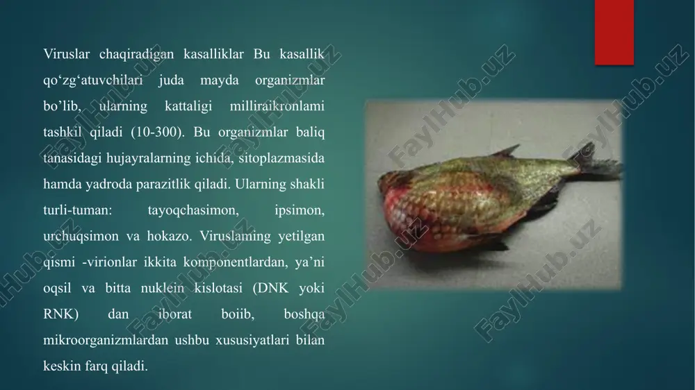 tki harorat chegarasi issiqqonli hayvonlarga nisbatan ancha past va baliqlarning yashashi uchun kerakli harorat bilan teng. baliqlarning virusli kasalliklari kontakt yoii bilan yoki yashash muhiti orqali tarqaladi. ayrim kasalliklarda esa ularning tarqalishi tashuvchilar orqali, masalan, umurtqasiz qon so‘ruvchilar orqali (zuluklar, qisqichbaqa orqali) amalga oshadi. virusli gemorragik septitsemiya kasalligi. bu kontagioz yuqumli kasallik bo‘lib, kasallik terining qorayishi, qorin bo‘shlig‘ining shishishi, suzgich apparatining izdan chiqishi, nerv sistemasi faoliyatining buzilishi, jabrada qon quyilishlar ham da ko‘zning biriktiruvchi to‘qimasida, skelet mushaklarida, perivisseral yog‘ to‘qimasi va suzgich pufagida qon quyilishi bilan xarakterlanadi. ayrim organlaming hamda butun organizmning fonksiyalari butunlay izdan chiqadi. etiologiyasi. kasallik qo‘zg‘atuvchisi - bu rnk virusli qo‘zg‘atuvchilar. ensen (1965-yilda) birinchi boiib, ushbu virusni ajratib olgan, uni sun’iy kultura to‘qimasida (oziqaviy muhitda) o‘stirishga erishgan va ushbu virusni daniyaning egtved shahri sharafiga egtved virusi deb nomlagan. ushbu shahar yaqinida gulmohi turidagi baliqlarni o‘stiruvchi ferma mavjud boiib, bu ferma virusli gemorragik septitsemiya kasalligi uchun nosogiom hisoblangan. …