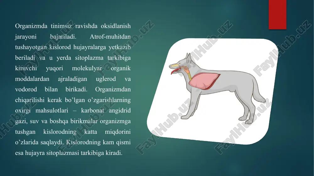 ay qilib, kapillyarlarda oqayotgan qon bilan alveola ichidagi havo o’rtasida gaz almashinuvining amalga oshishi uchun juda yaxshi sharoit vujudga keladi. qonning organizmdagi eng muhim vazifalaridan biri gazlarni (kislorodni) o'pkadan to’qima va hujayralarga va aksincha to’qimalardan o'pkaga toshishdir. o'pkada alveola havosi bilan venoz qon o’rtasida gaz almashinar ekan, ma’lum miqdordagi karbonat angidrid venoz qondan alveola havosiga o’tkaziladi, shu vaqtning o’zida venoz qon alveola havosidan o’tadigan kislorod bilan tegishli darajagacha to’yinadi. shunday qilib, o'pkada venoz qon kislorod bilan to’yinib, arterial qonga aylanadi va kislorodni organizmning barcha hujayralariga yetkazib beradi. to’qimalarda esa, arterial qon bilan hujayralar o’rtasidagi gaz almashinuvi tufayli, arterial qondan ma’lum miqdordagi kislorod hujayralarga o’tadi, shunda arterial qon hujayralardan karbonat angidrid gazini olib, shu bilan to’yinadi va venoz qonga aylanadi, so’ngra o'pka tomon harakat qiladi. qon o'pkada karbonat angidridni, to’qimalarda esa kislorodni o’zidan hech vaqt to’la bermaydi. qonda ma’lum miqdordagi kislorod, karbonat angidrid doimo organizm bo’ylab aylanib yuradi. qonning gazlari deganda …
