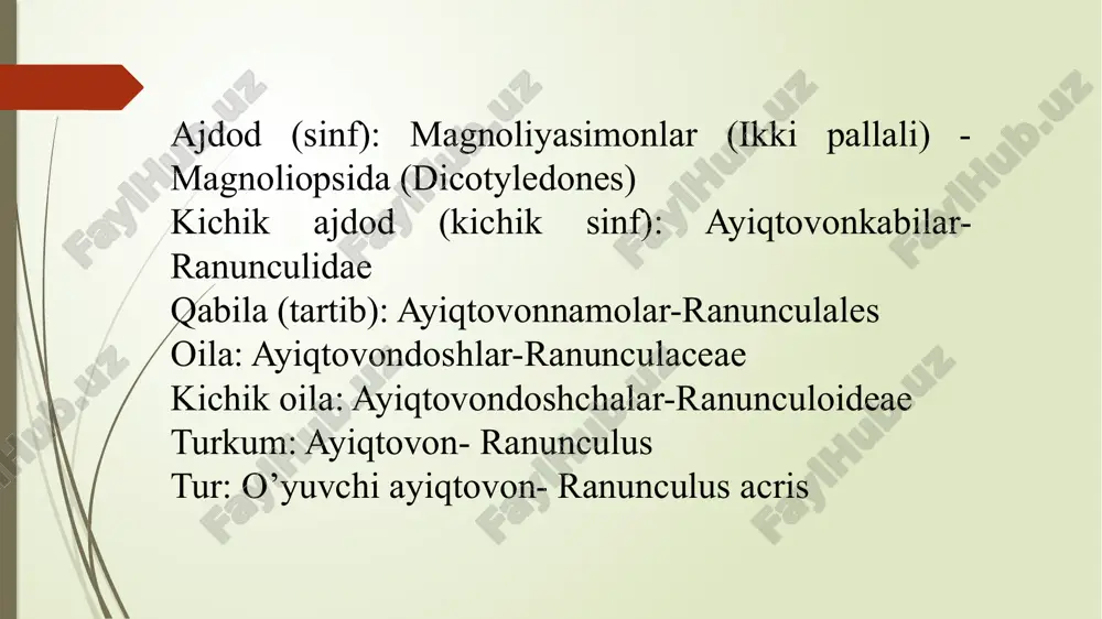 larida o’suvchi poyasi 30-80 sm cha, panjasimon qirqilgan bargli, ko’p yillik qisqa ildizpoyali o’t. poyasi tik, silindrsimon, sershox, ichi kovak, barglari navbatlashib joylashgan, oddiy, panjasimon qirqilgan, qismlari rombsimon-lansetsimon. ildiz bo’yni atrofidagi barglari uzun bandli, poyadagiliri qisqa bandli, o’tiroq, yonbargsiz. gullari sariq, uzunbandli, siyrak ro’vaksimon to’pgulda. gulqo’rg’oni ikki qavat, 5 a’zoli, qismlari erkin; tojbarglari tuxumsimon, ichki yuzasining asos qismida nektardoni bor va u qipiqcha bilan qoplangan. changchilari ko’p, erkin, gul o’rnida spiral tarzda joylashgan. urug’chi (ginesey) apokarp, murakkab, noaniq sonda ko’p va konussimon gul o’rnida spiral holda o’rnashgan. tuguncha ustki, bir uyali va bir urug’kurtakli, bo’yinchasi qisqa, tumshuqcha yo’g’onlashmagan. gul formulasi mevasi-murakkab to’pyong’oq. dars yakunida o’simlikning umumiy ko’rinishi, gulning bo’yiga kesimi, gul tojbargining ko’rinishini chizib oling. gulining formulasini va diagrammasini tuzing, hamda daftaringizga yozib oling. o’yuvchi ayiqtovondan gerbariylar yetarli bo’lmasa, shu tahlitdagi vazifani o’rmalovchi ayiqtovon (r. repens), zaharli ayiqtovon (r. sceleratus) yoki seversov ayiqtovoni (r. severtzovii) misolida ham bajarish mumkin . …