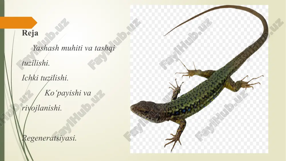 ga xalaqit beradi. shuning uchun barcha sudralib yuruvchilar singari kaltakesaklar ham faqat tullash davrida o‘sadi. yoz mavsumida kaltakesak 4–5 marta tullaydi. tullaganida uning eski terisi parcha-parcha bo‘lib ko‘chib tushib, o‘rniga yangisi hosil bo‘ladi. kaltakesak tanasi yangi teri qotguncha o‘saveradi. kaltakesakning ichki tuzilishi ko‘p jihatdan baqanikiga o‘xshasa-da, ayrim organlari undan farq qiladi. xususan, uning boshi 8 ta umurtqalar orqali tanasiga harakatchan birikkan. ko‘krak umurtqalarining har biriga ikki yon tomondan bittadan qovurg‘alar tutashgan. qovurg‘alarning ikkinchi uchi esa to‘sh suya giga tutashgan. ko‘krak umurtqalari, qovurg‘alar va to‘sh suyagi birgalikda ko‘krak qafasini hosil qiladi. ko‘krak qafasida o‘pka va yurak joylashgan. kaltakesak faqat o‘pkasi orqali nafas oladi. kaltakesakning o‘pkasi baqani kiga nisbatan murakkab tuzilgan, ya’ni o‘pka devori ko‘plab katakchalarga bo‘lingan. shu tufayli o‘pkaning gaz almashinadigan yuzasi ancha kengaygan. kaltakesaklarning yuragi baqaniki singari ikkita bo‘lma va bitta qorinchadan iborat, lekin birmuncha murakkab tuzilganligi bilan suvda hamda quruqlikda yashovchilarnikidan farq qiladi. shunga qaramay, ular organizmida moddalar almashinuvi …