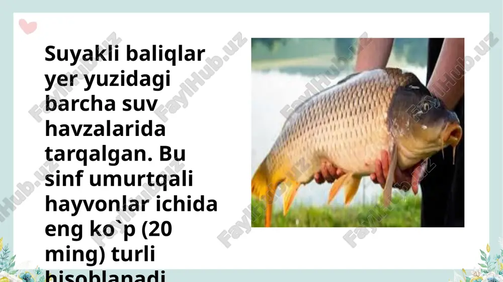 suyakli baliqlar sistematikasi - Page 2